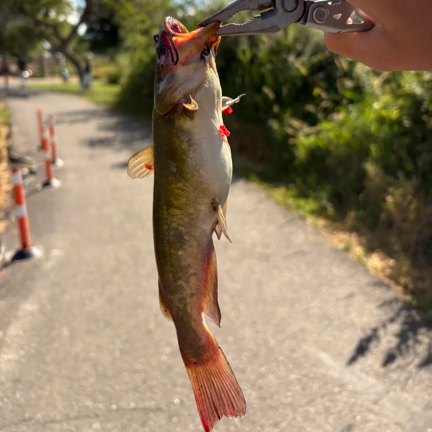 catch