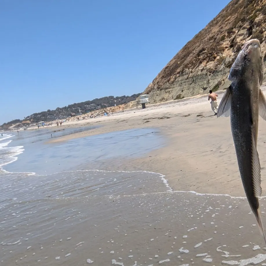 The most recent California corbina catches on Fishbrain