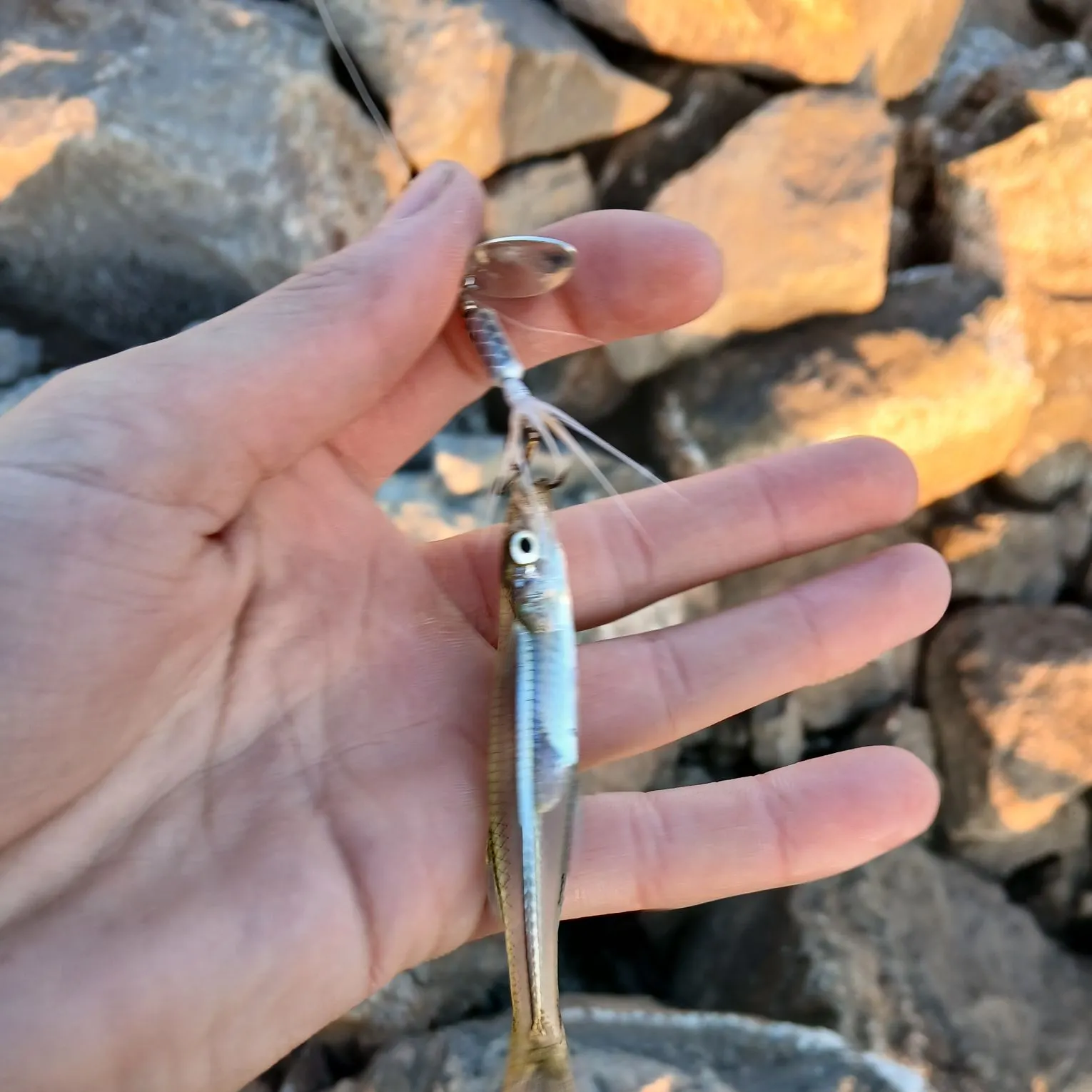 The most recent Inland silverside catches on Fishbrain