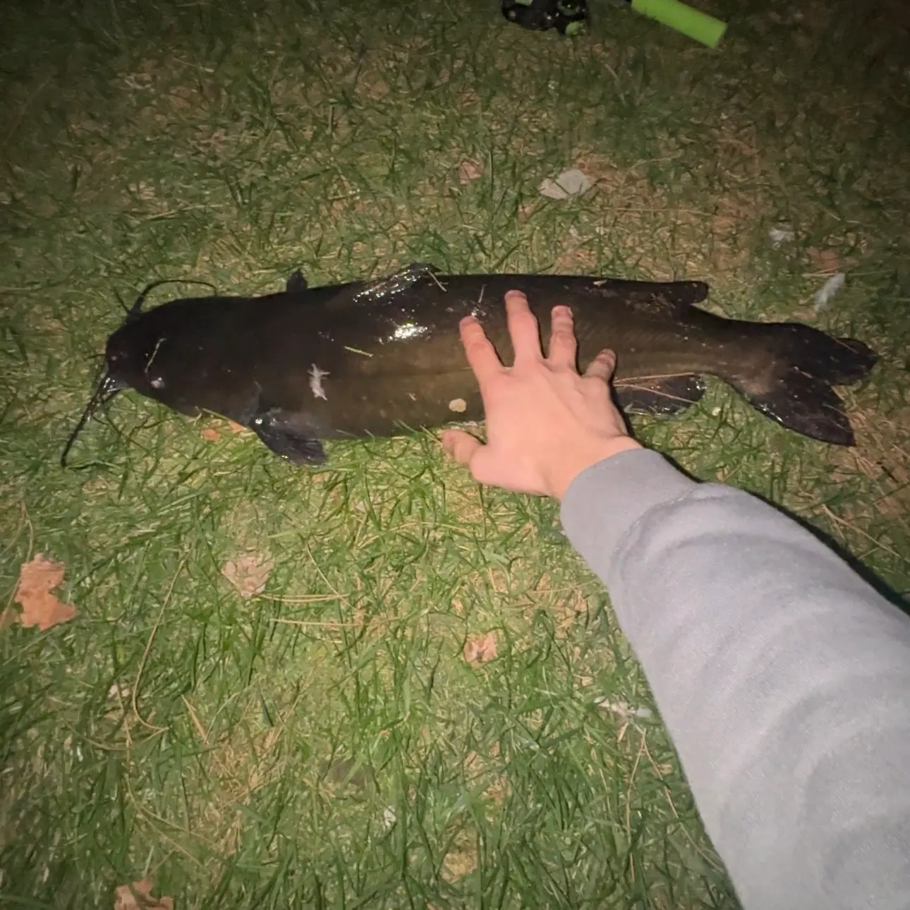 Channel catfish caught on Fishbrain