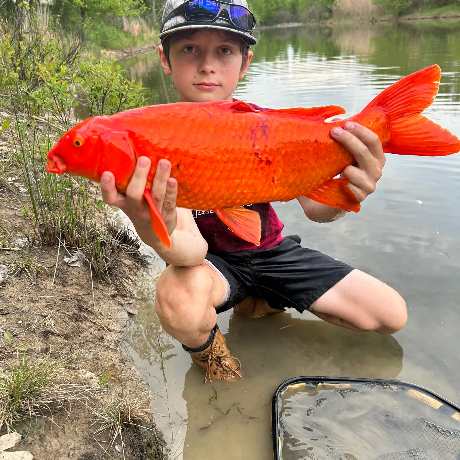 The most recent Koi carp catches on Fishbrain