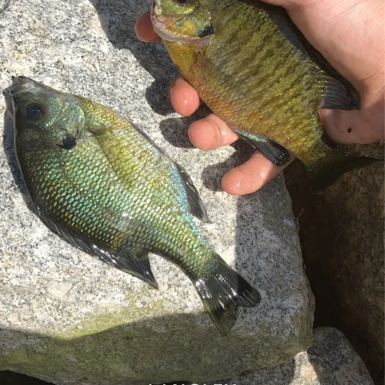 angler catch
