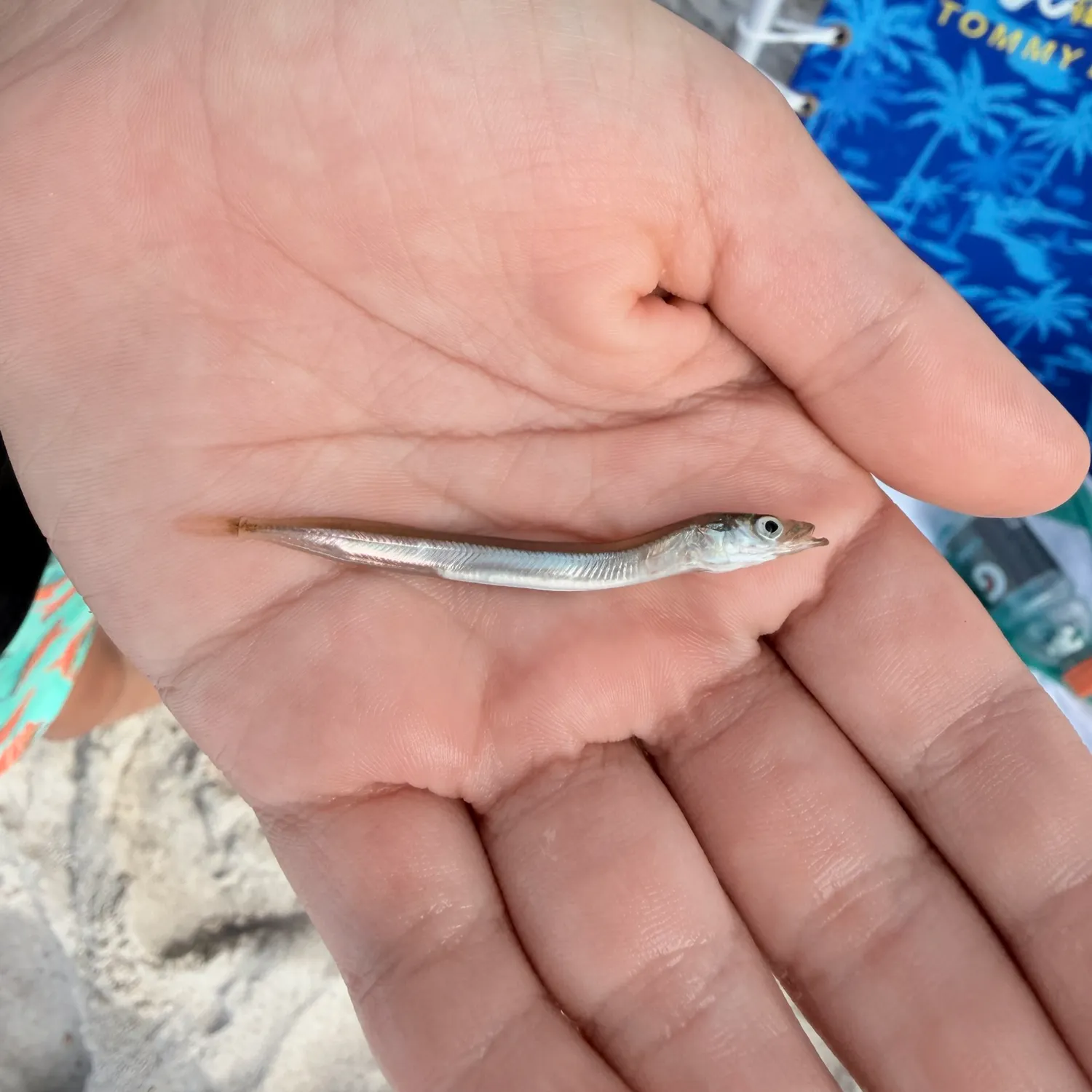 The most recent American sand lance catches on Fishbrain