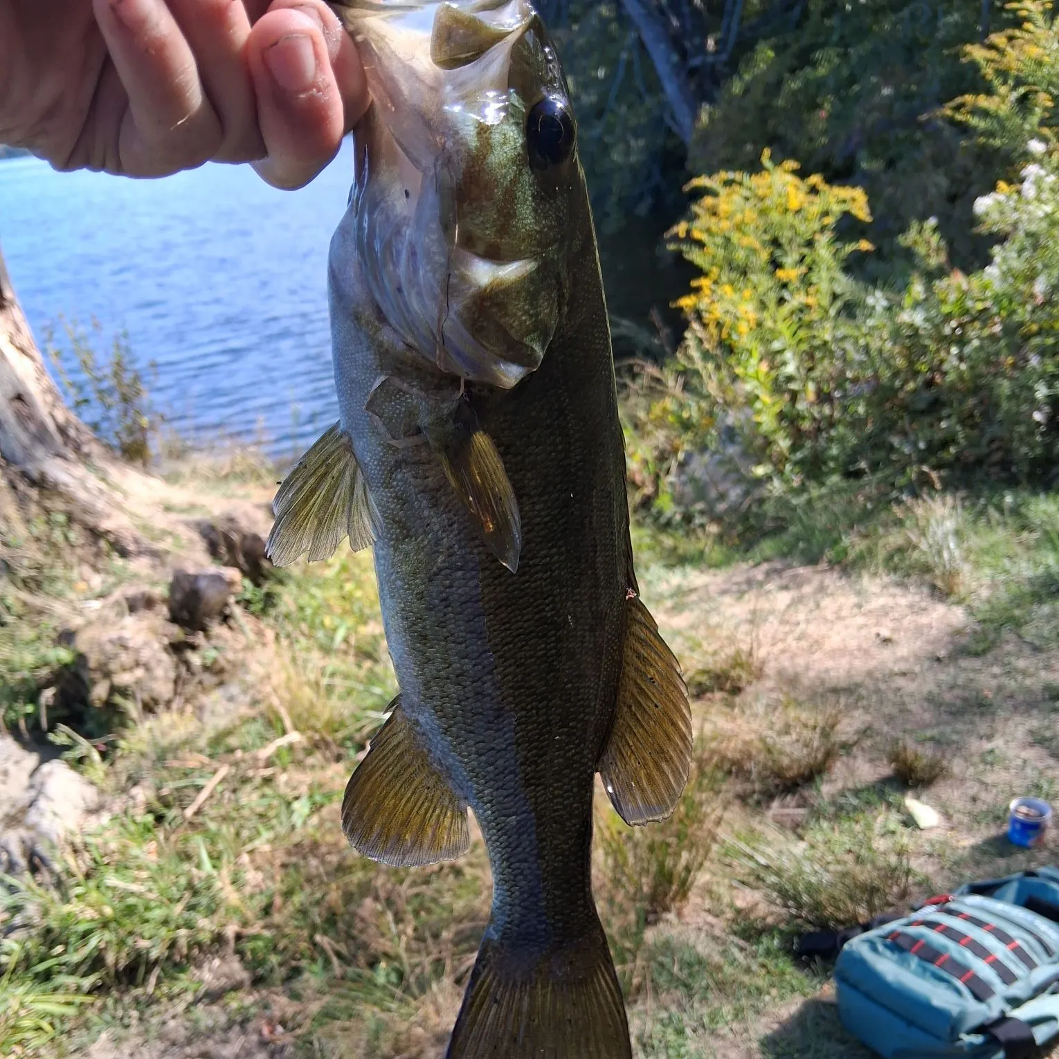 The most recent Smallmouth bass catches on Fishbrain