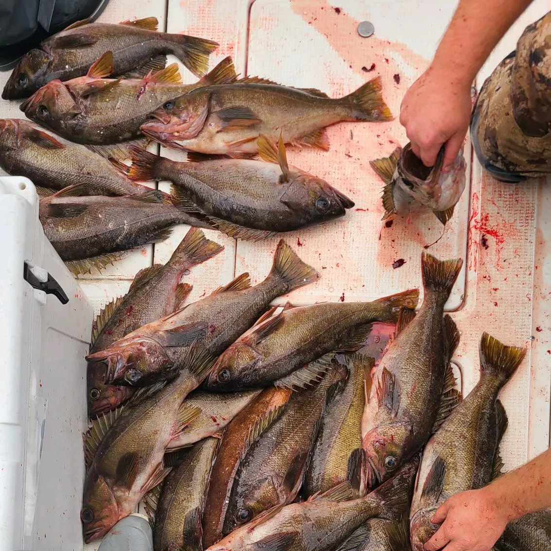 recently logged catches