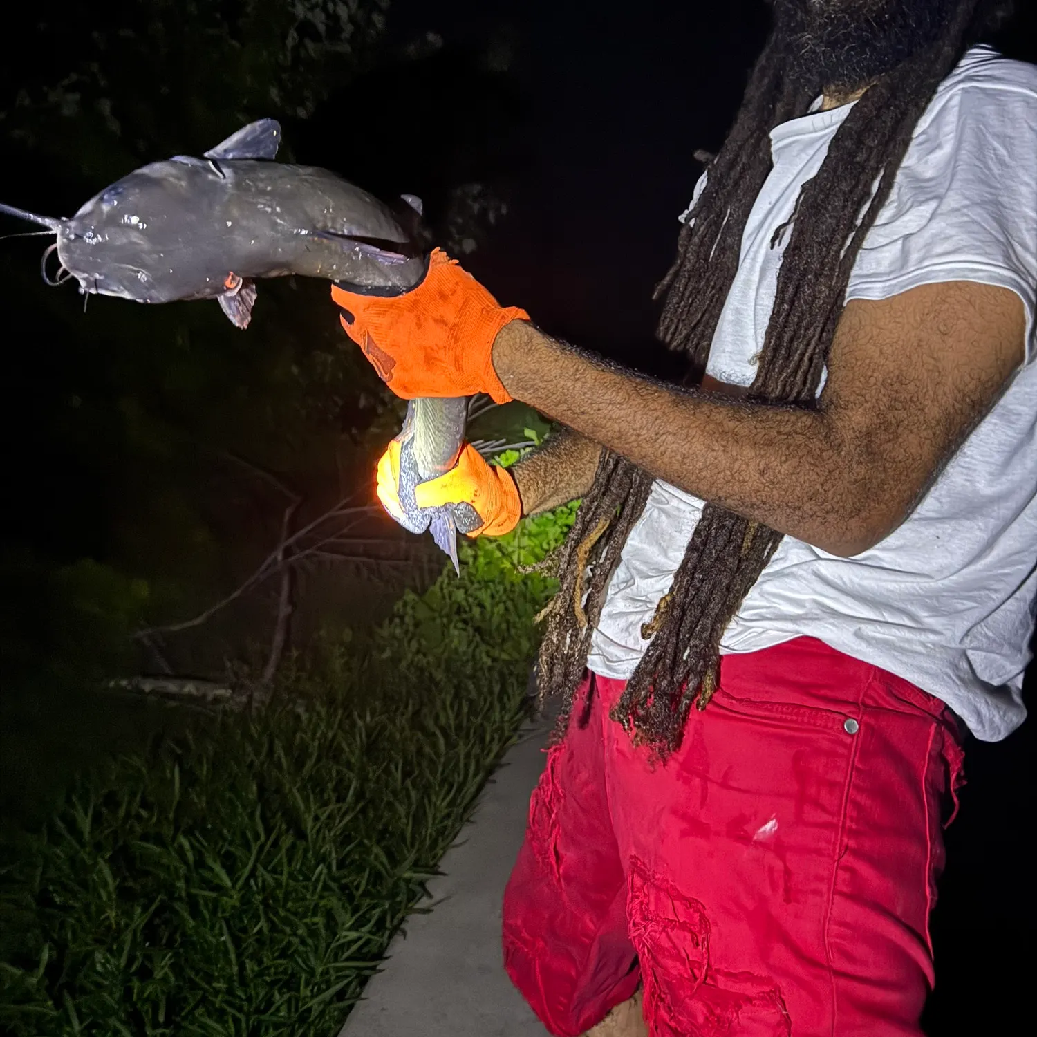 Channel catfish caught on Fishbrain