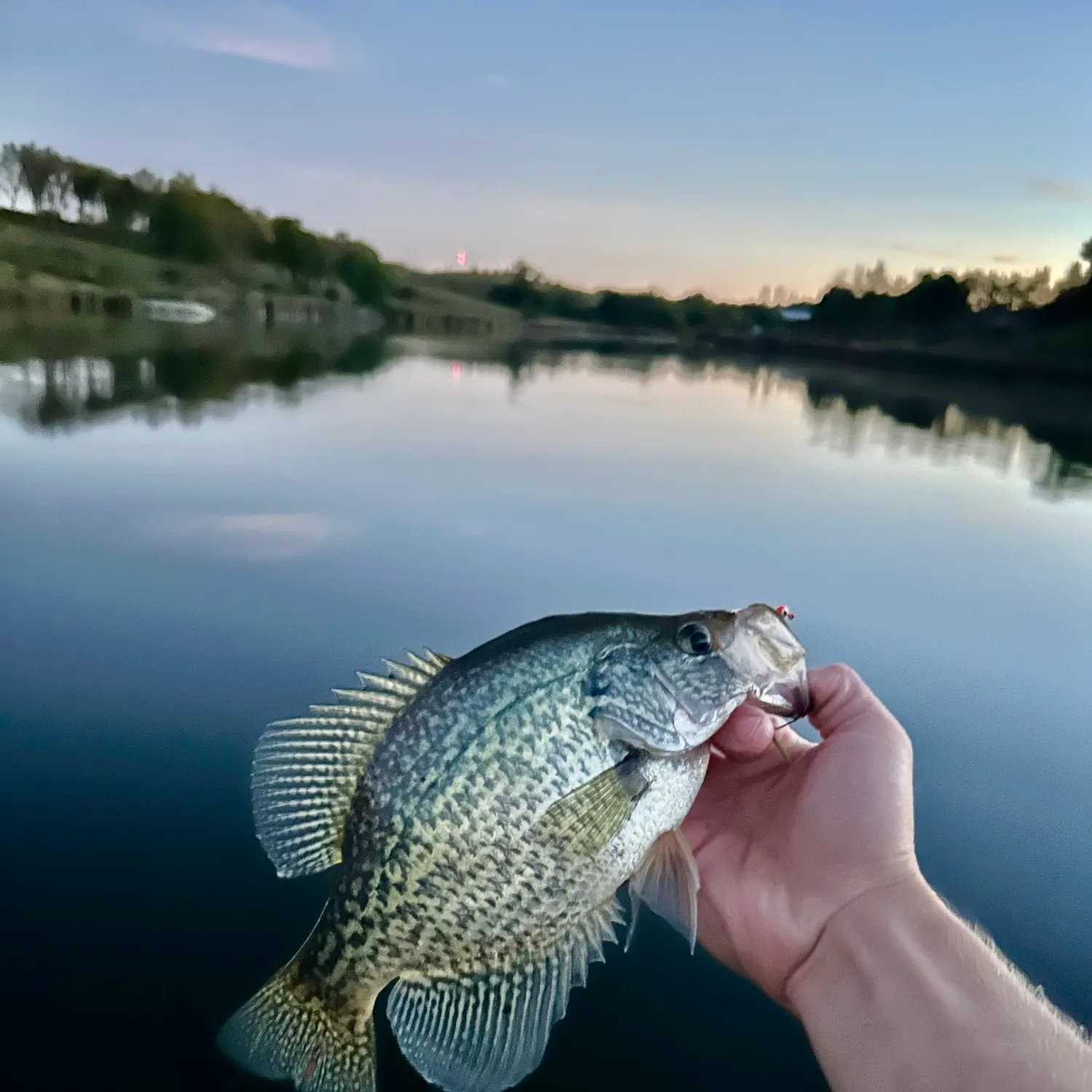 Black crappie caught on Fishbrain