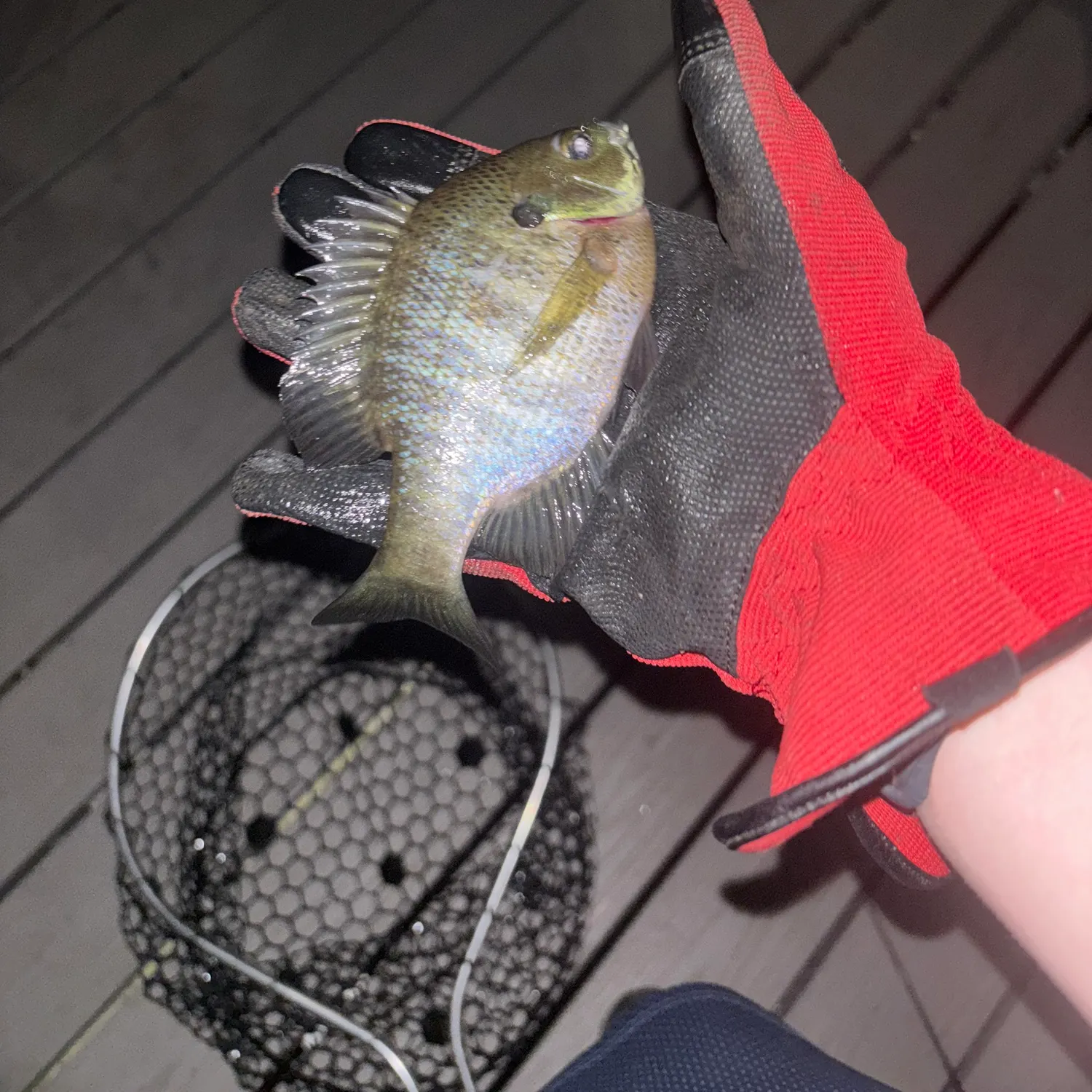 Bluegill caught on Fishbrain