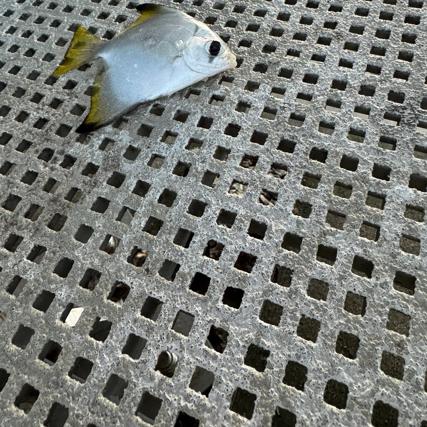 The most recent Silver moony catches on Fishbrain