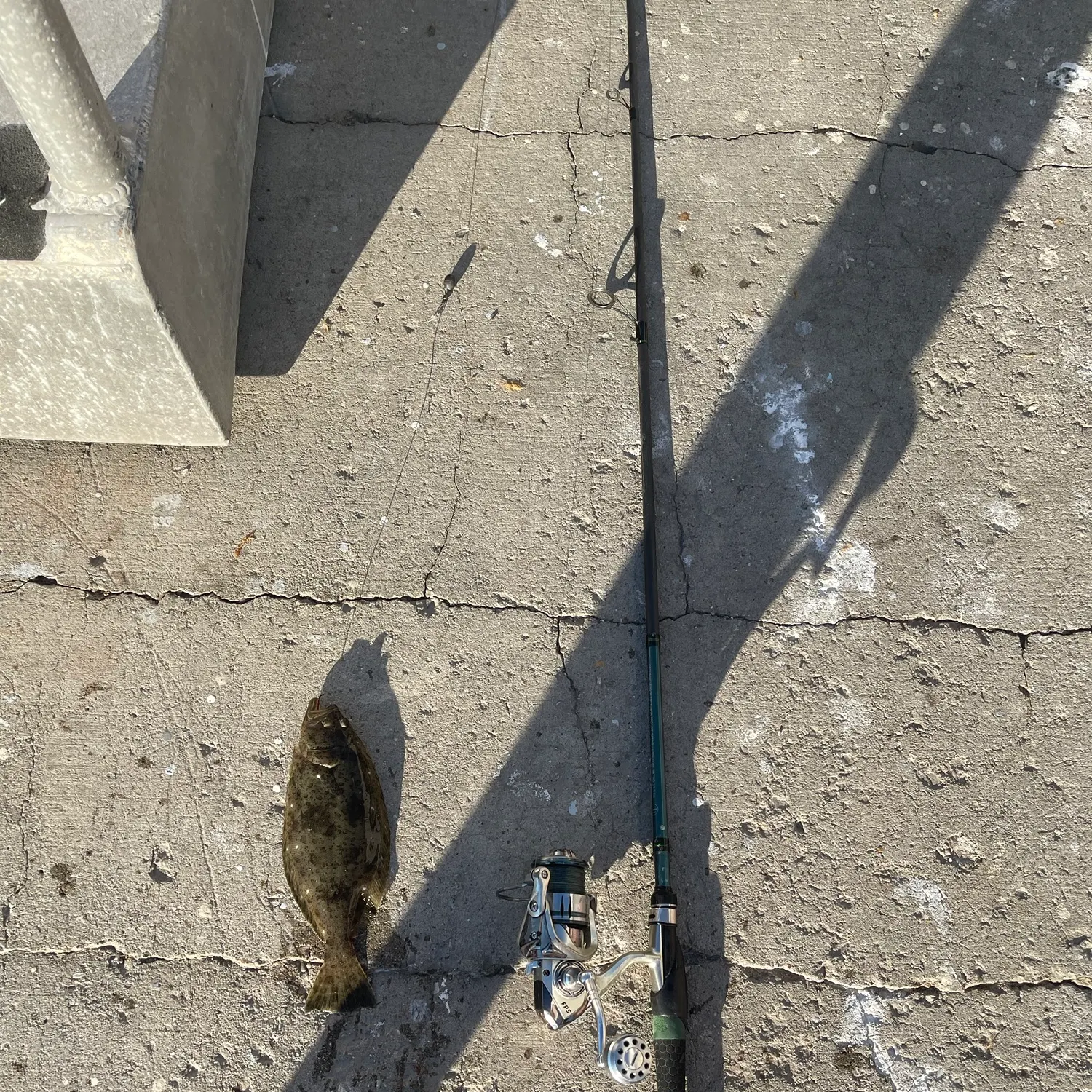 California halibut caught on Fishbrain