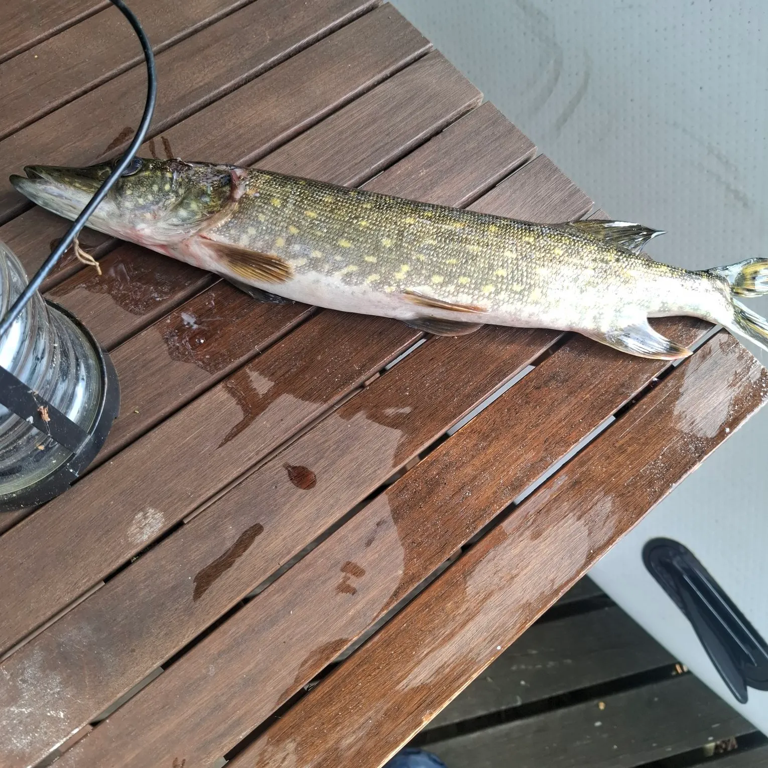 Northern pike caught on Fishbrain