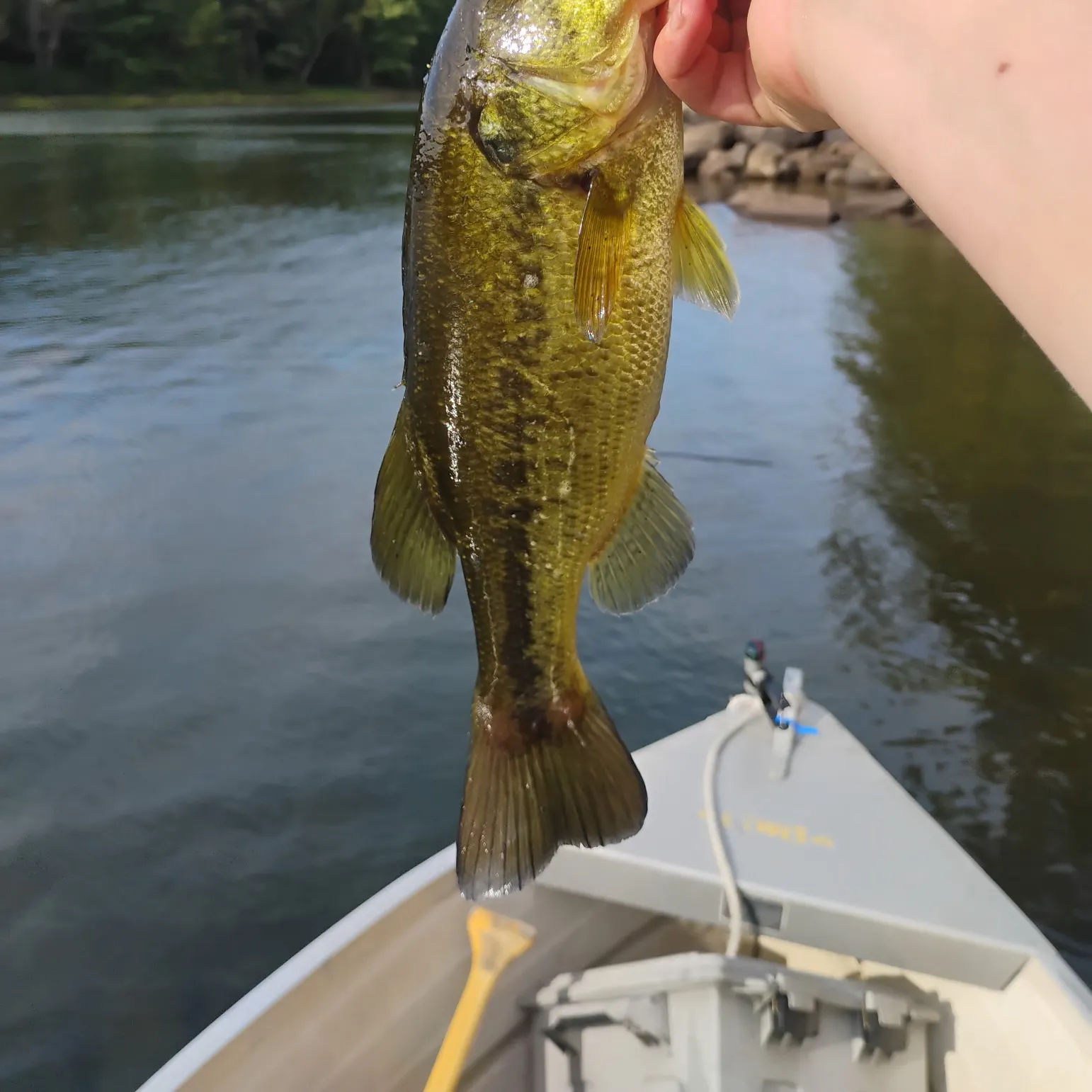 Largemouth bass caught on Fishbrain