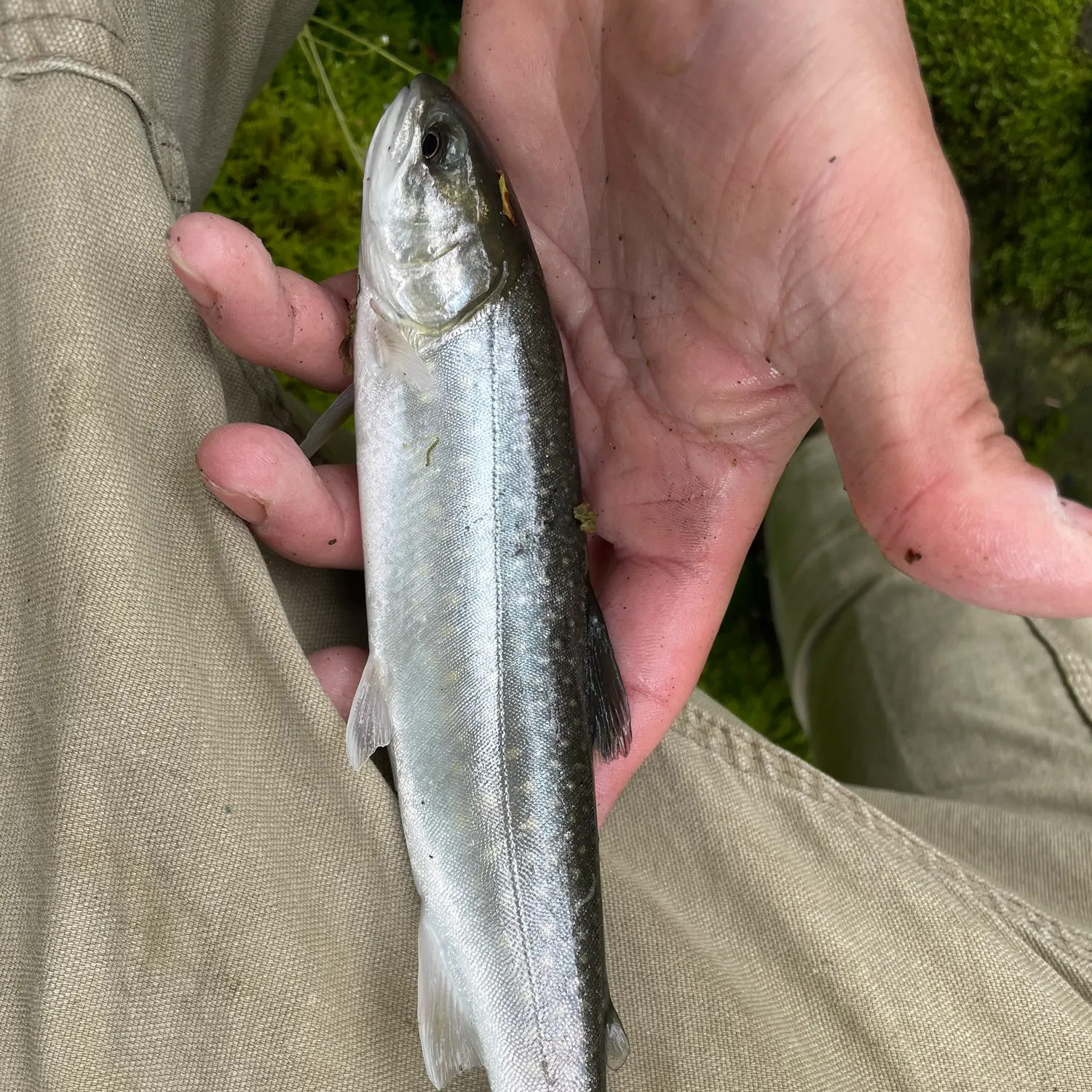 The most recent Dolly varden catches on Fishbrain