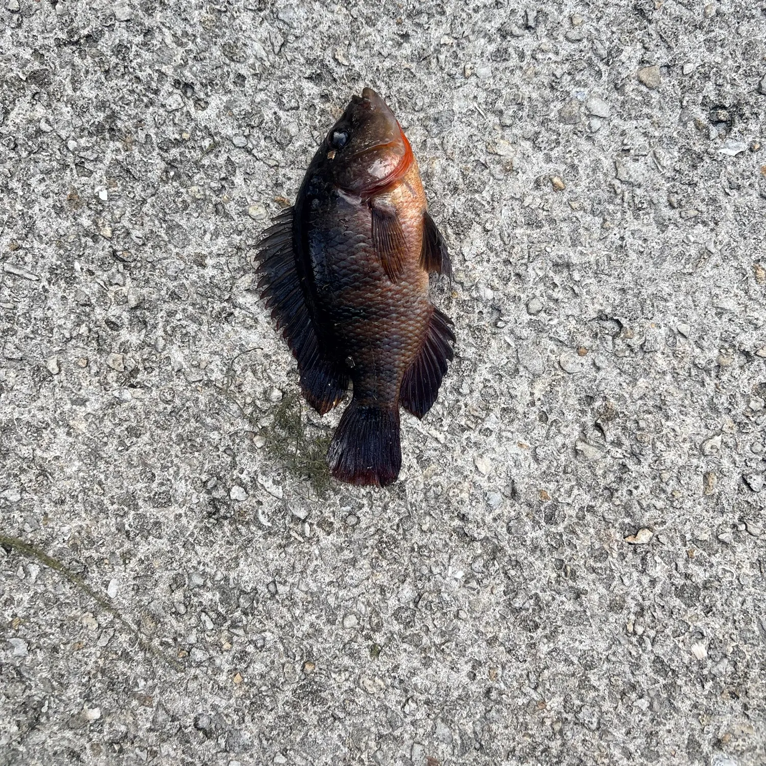 Mayan cichlid caught on Fishbrain