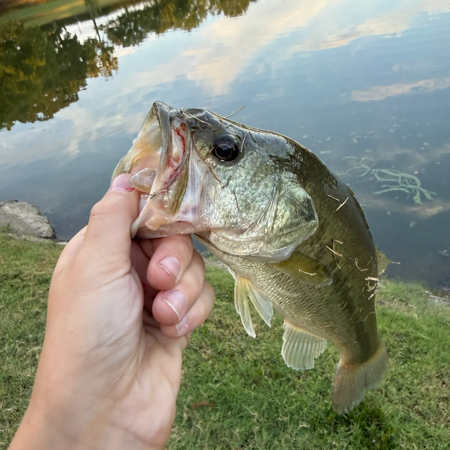 Fish caught on Fishbrain
