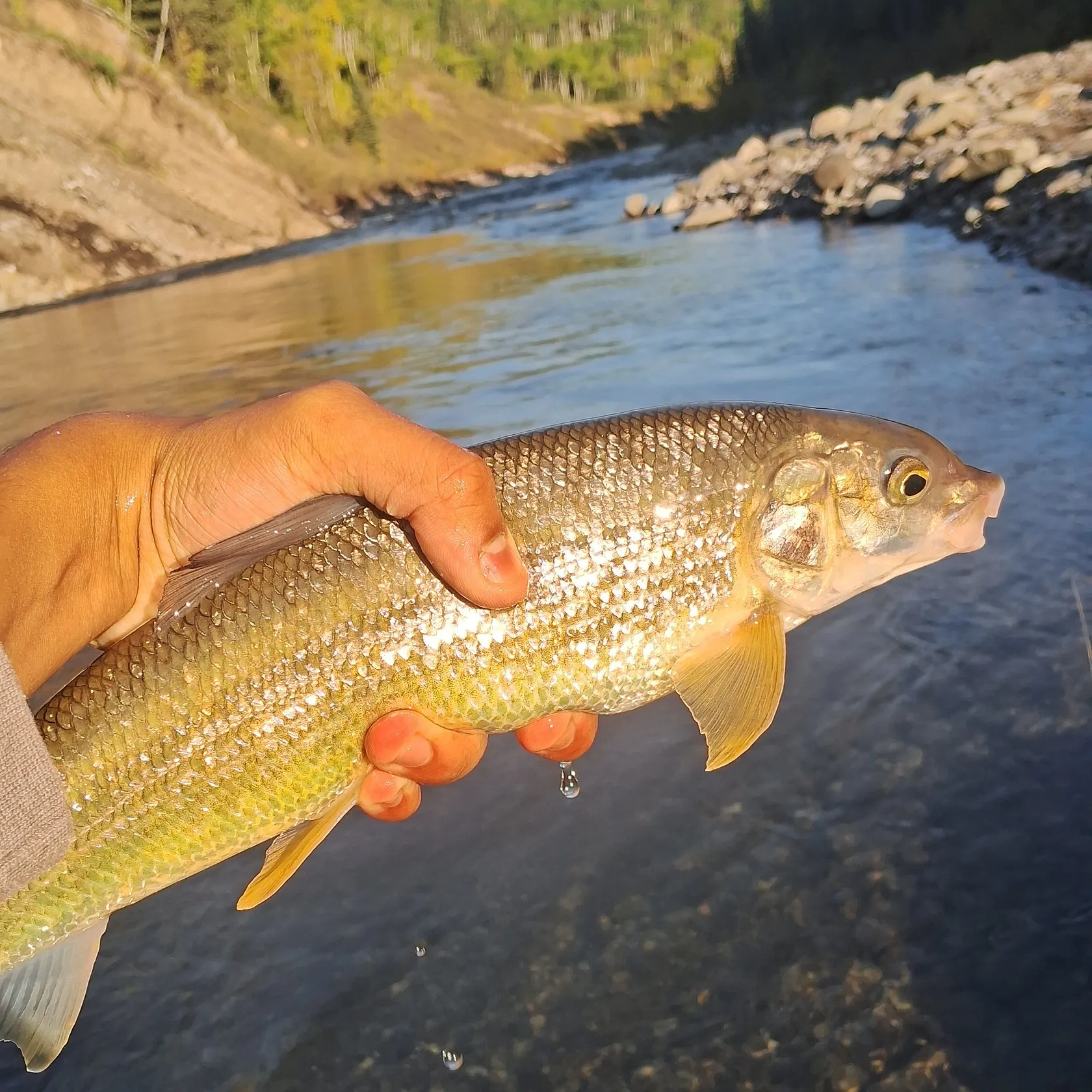Mountain whitefish caught on Fishbrain