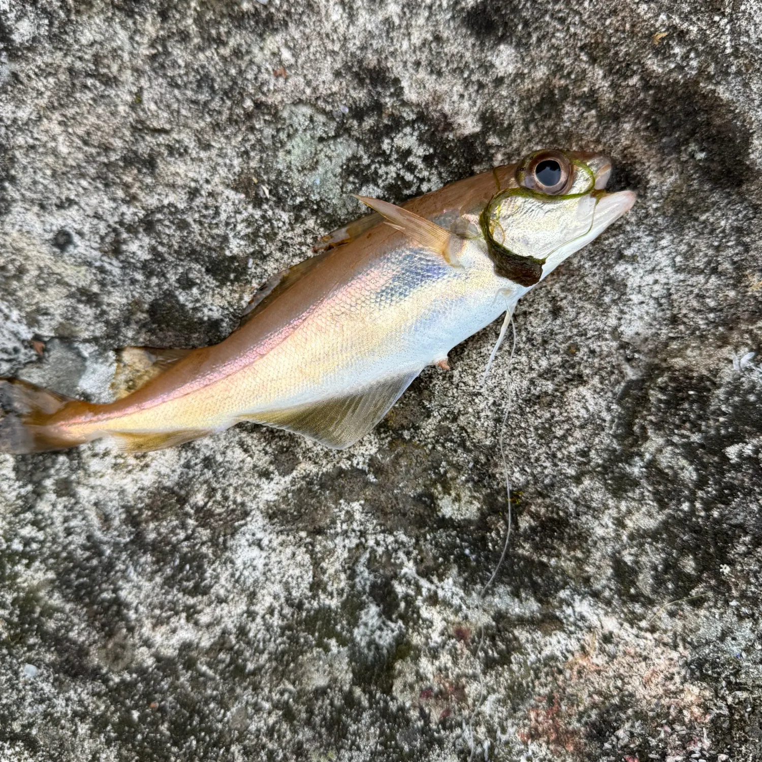 The most recent Poor cod catches on Fishbrain