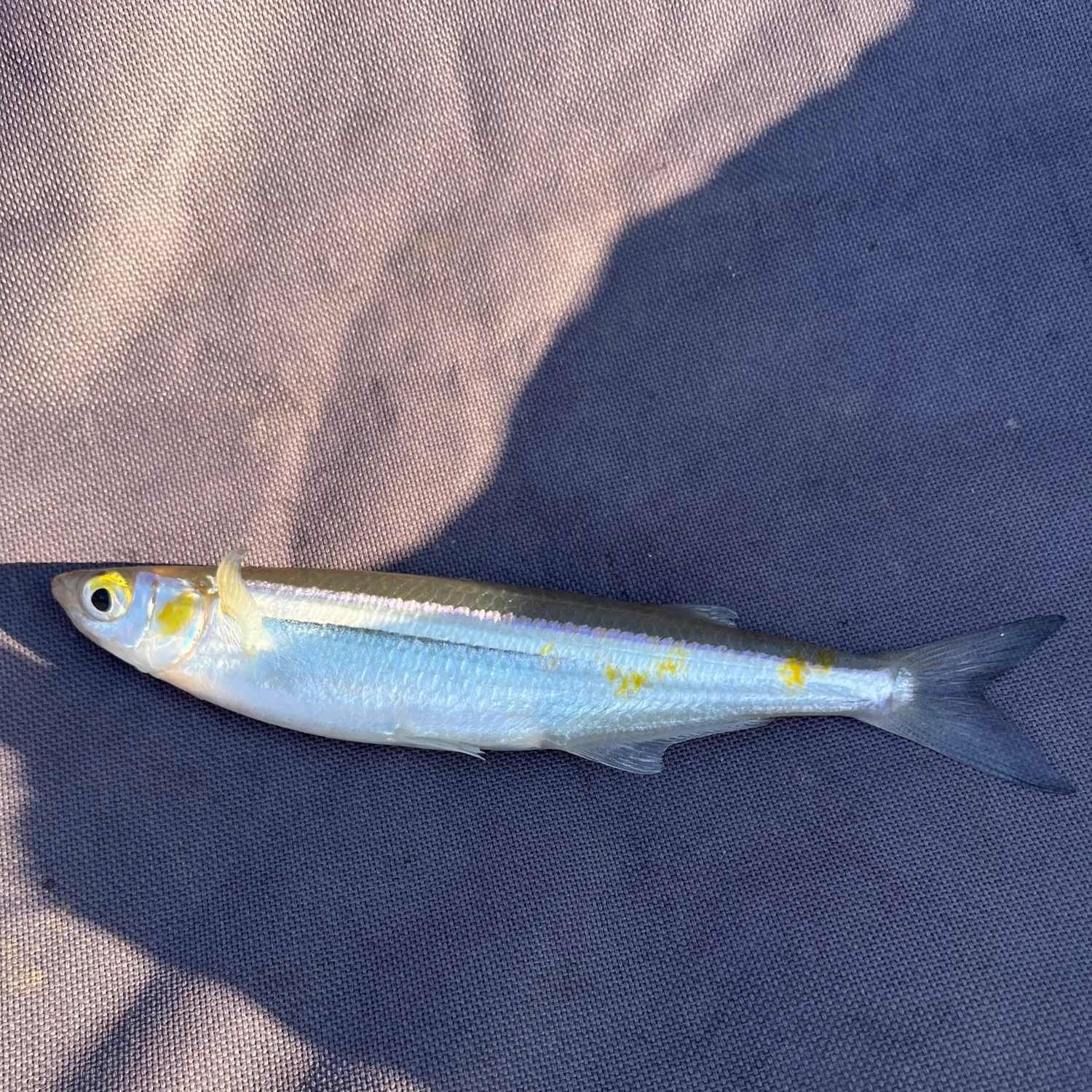 The most recent Topsmelt silverside catches on Fishbrain