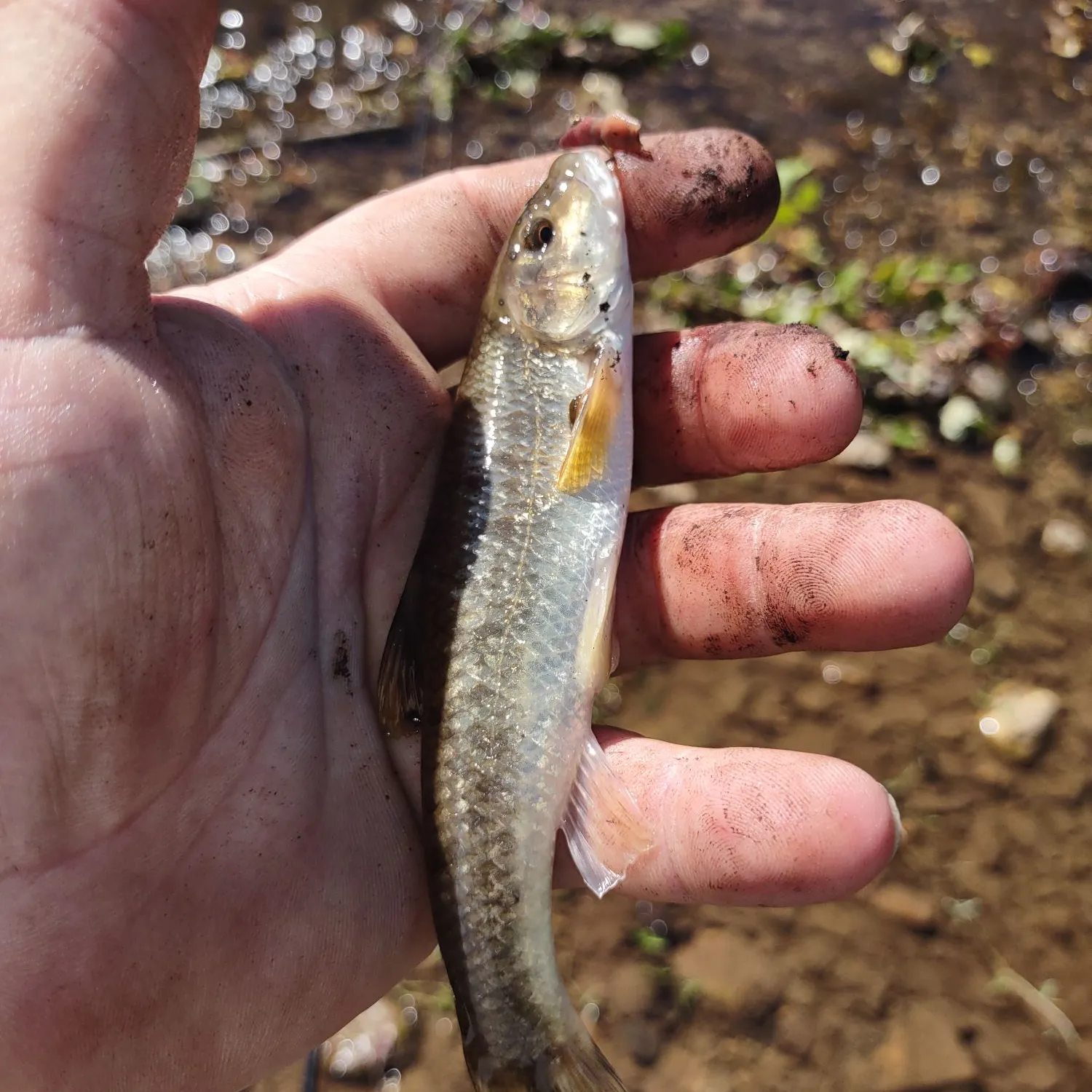 Creek chub caught on Fishbrain