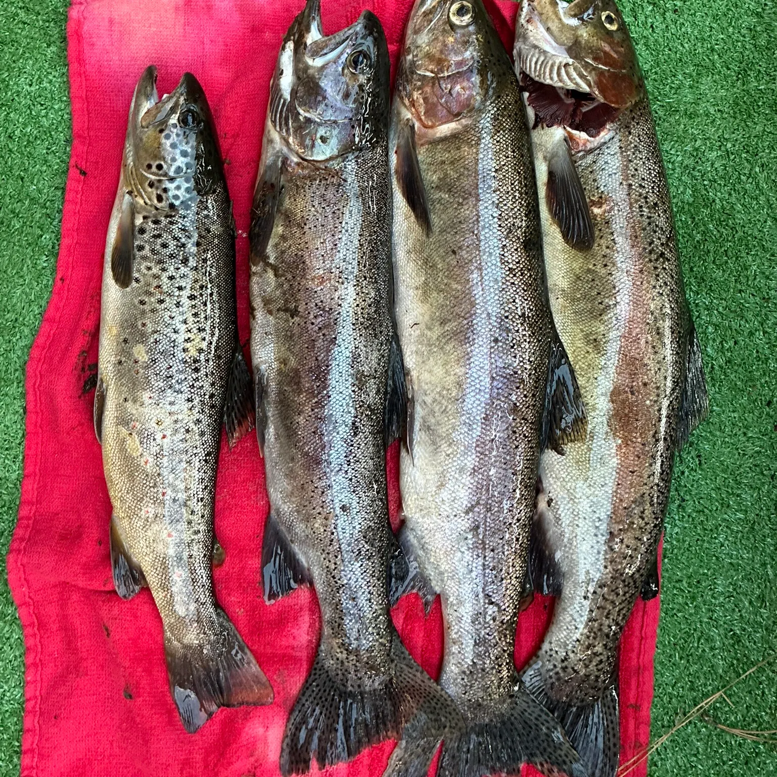 recently logged catches
