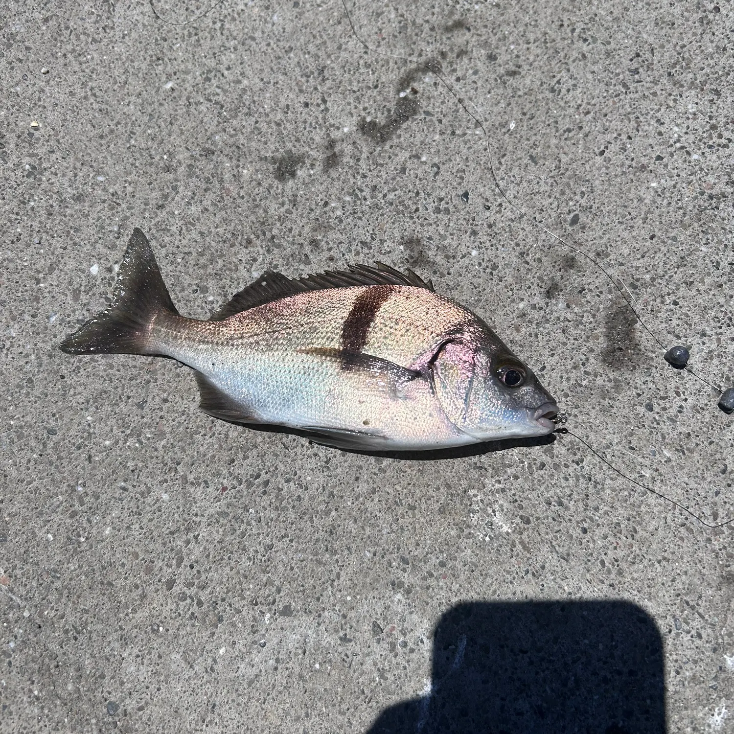 The most recent Pacific spadefish catches on Fishbrain