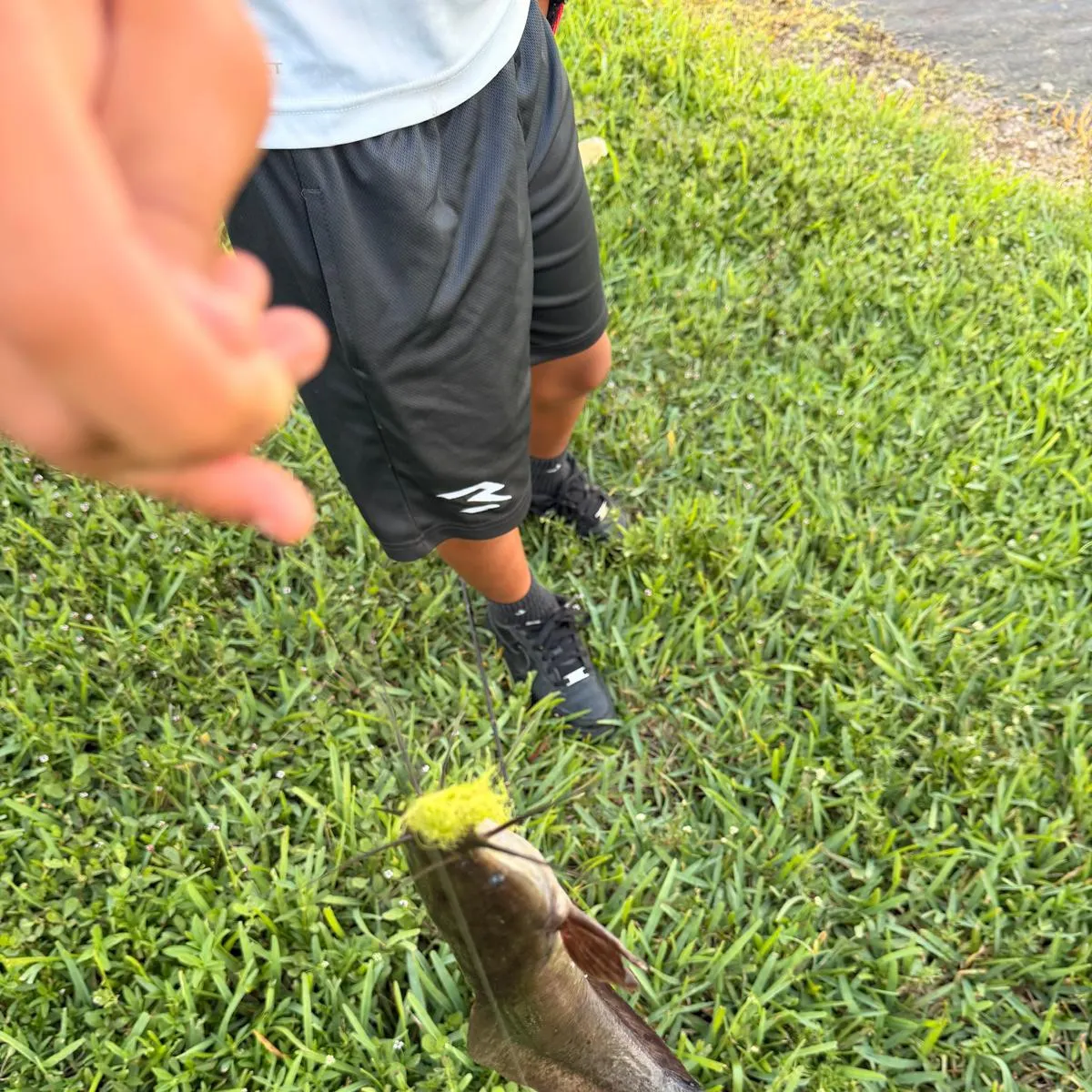 The most recent Walking catfish catches on Fishbrain