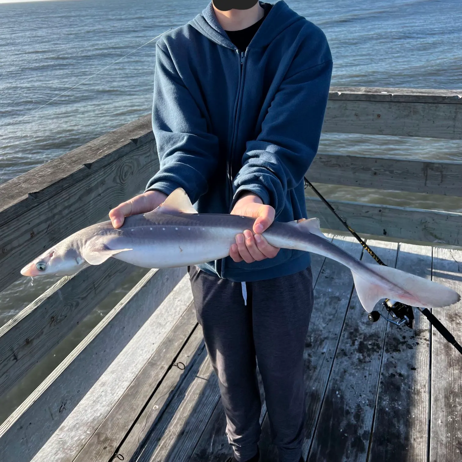 The most recent Piked dogfish catches on Fishbrain