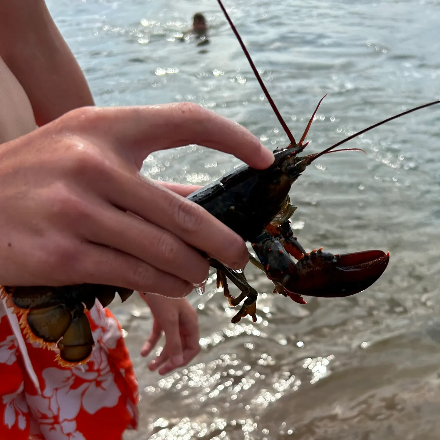 The most recent American lobster catches on Fishbrain
