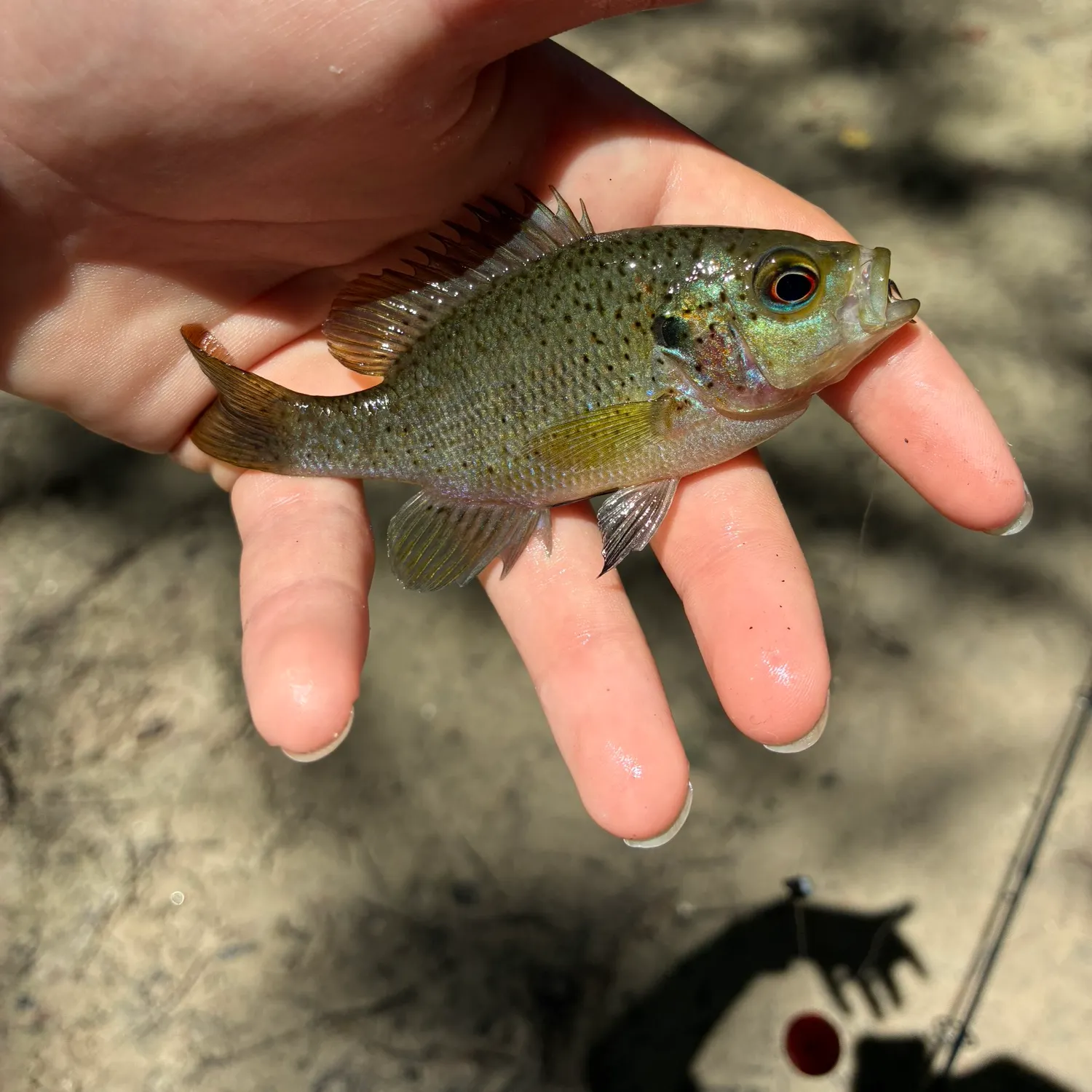 The most recent Spotted sunfish catches on Fishbrain