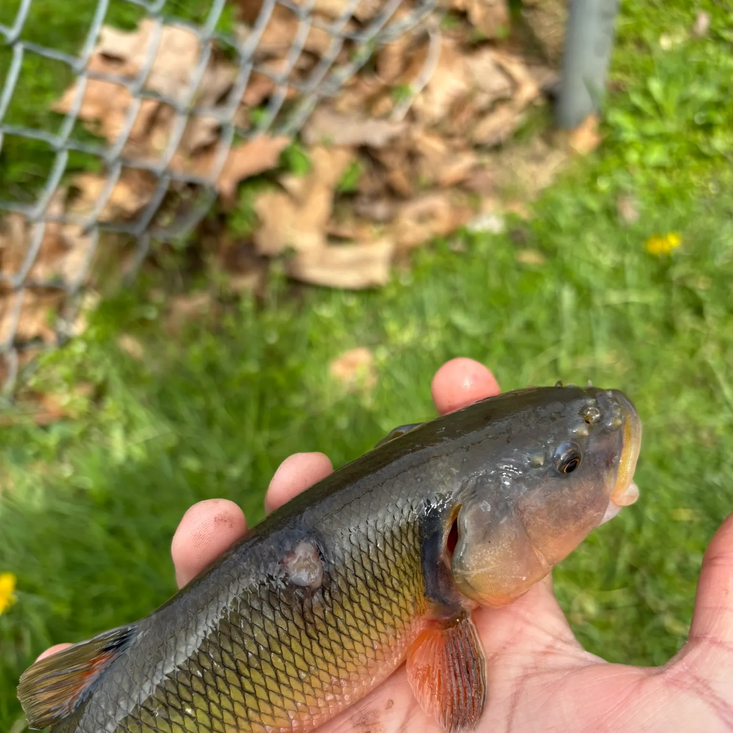 The most recent Eastern creek chubsucker catches on Fishbrain