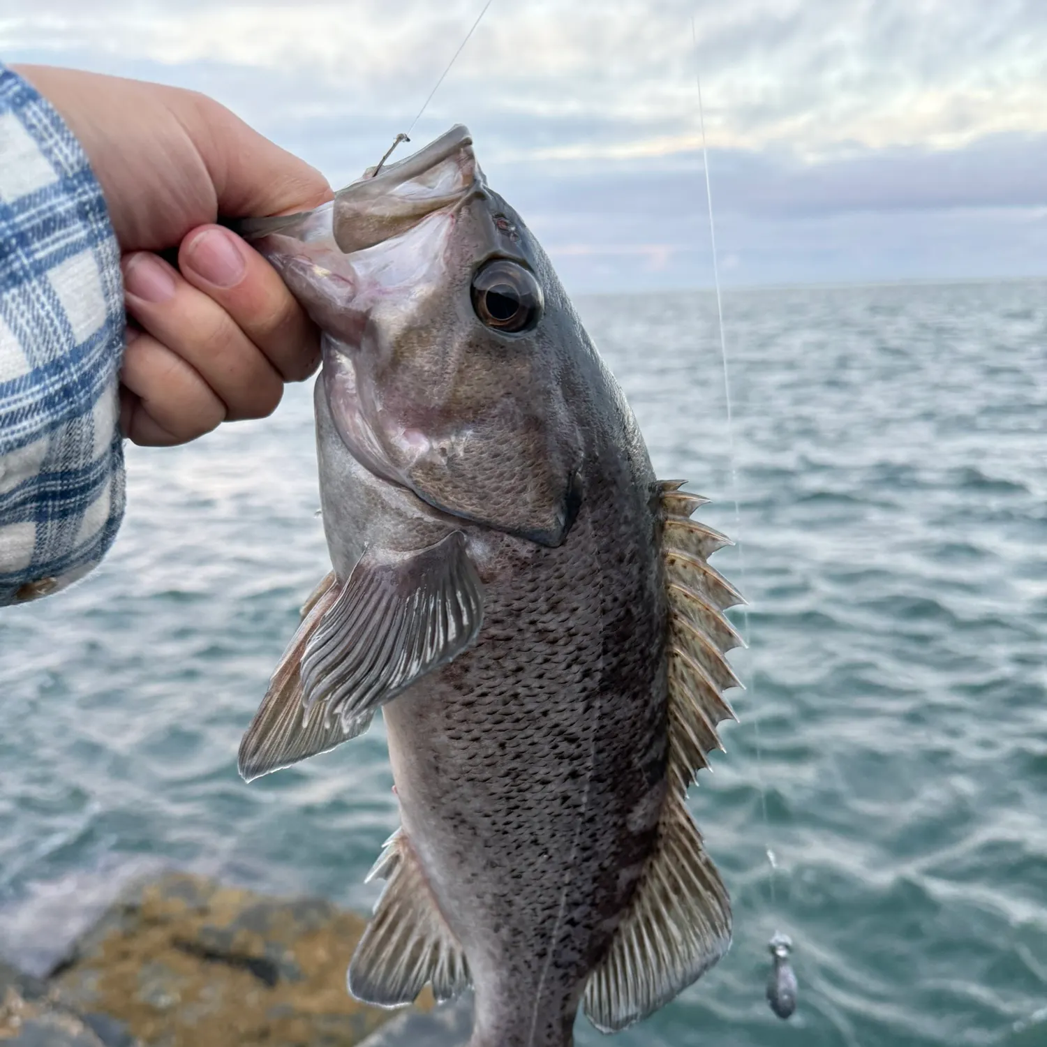Black rockfish caught on Fishbrain