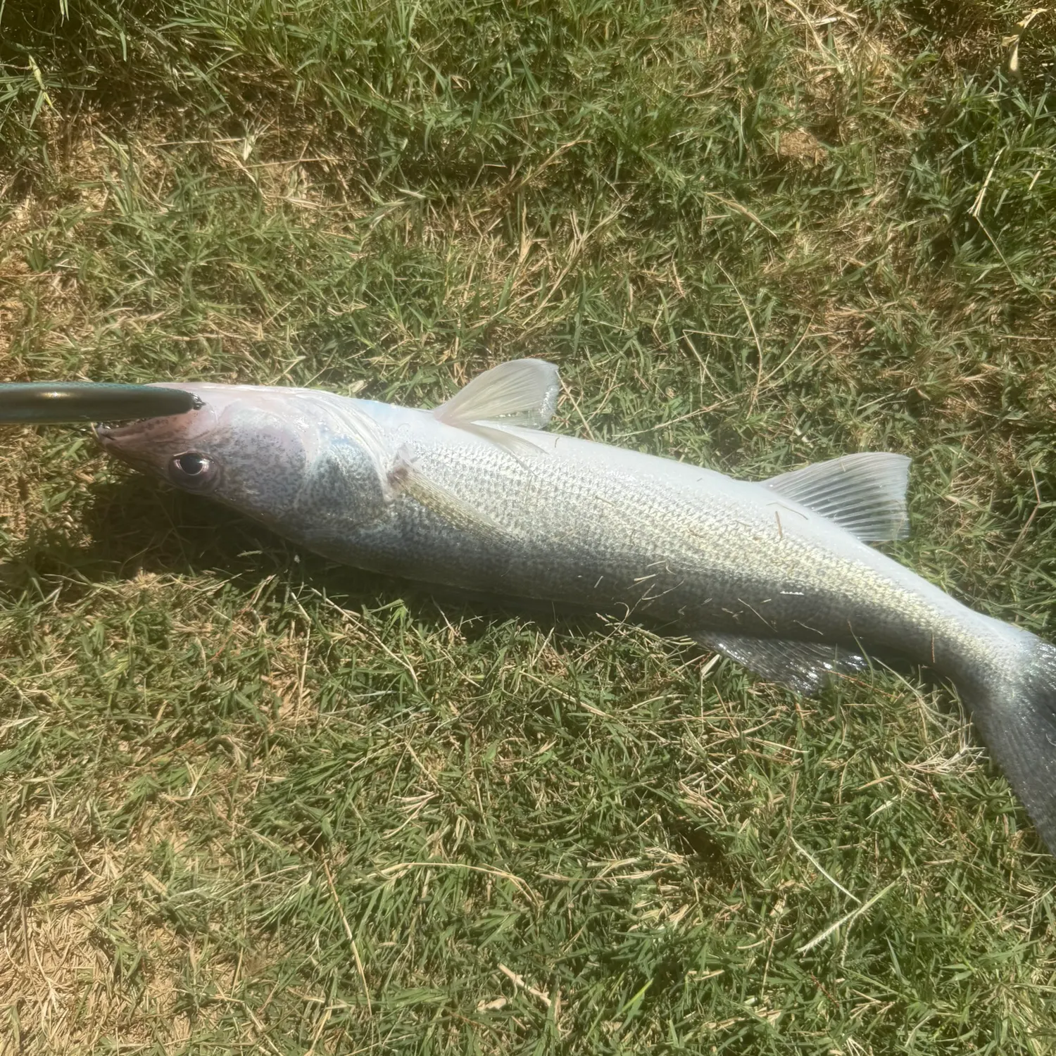 Walleye caught on Fishbrain