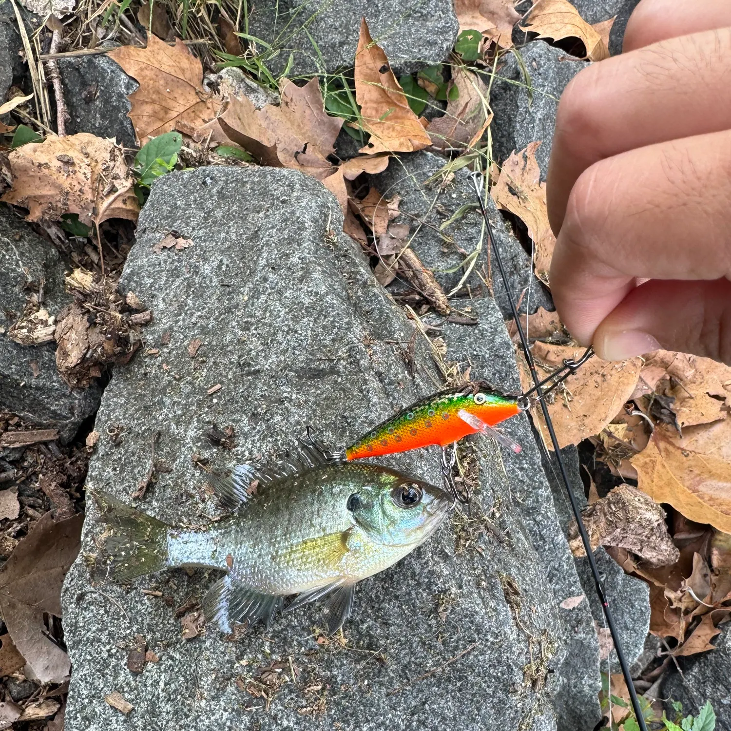 Bluegill caught on Fishbrain