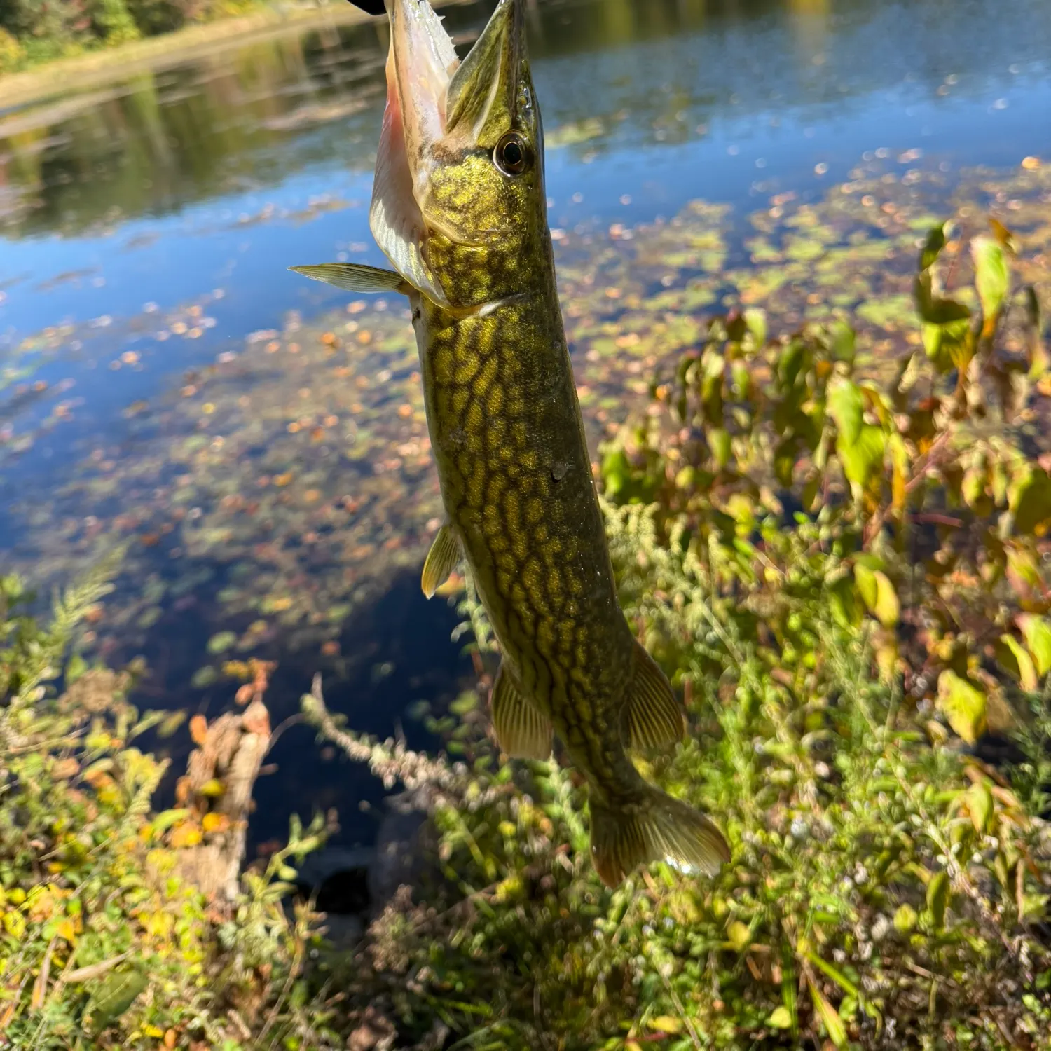 Chain pickerel caught on Fishbrain