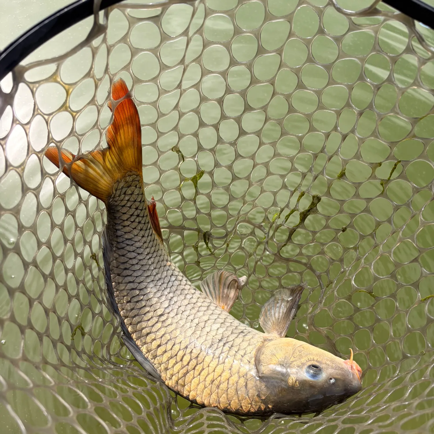 Common carp caught on Fishbrain