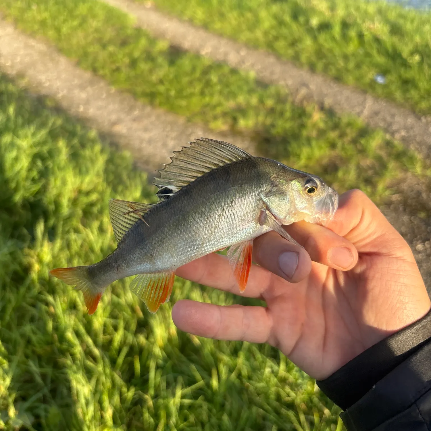 European perch caught on Fishbrain