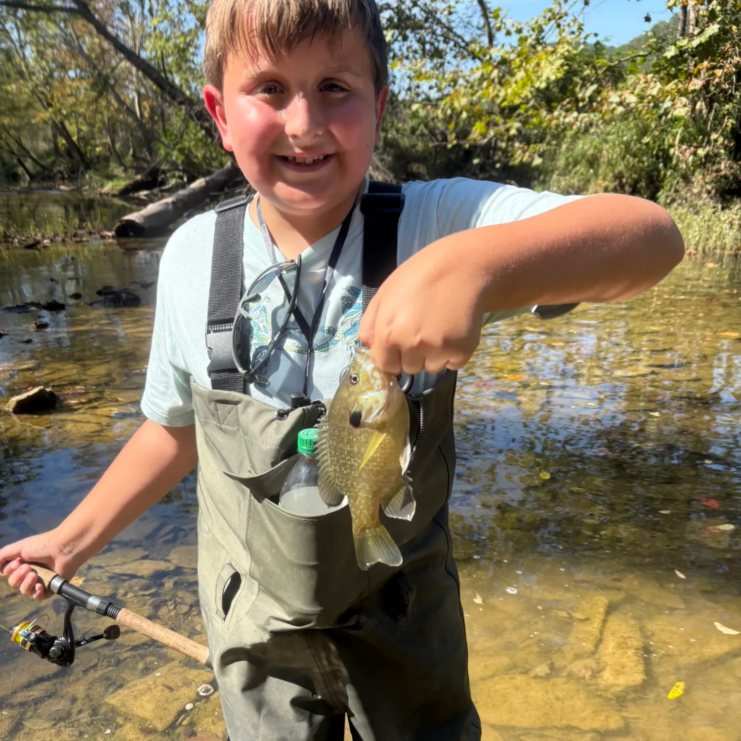 Greengill hybrid caught on Fishbrain