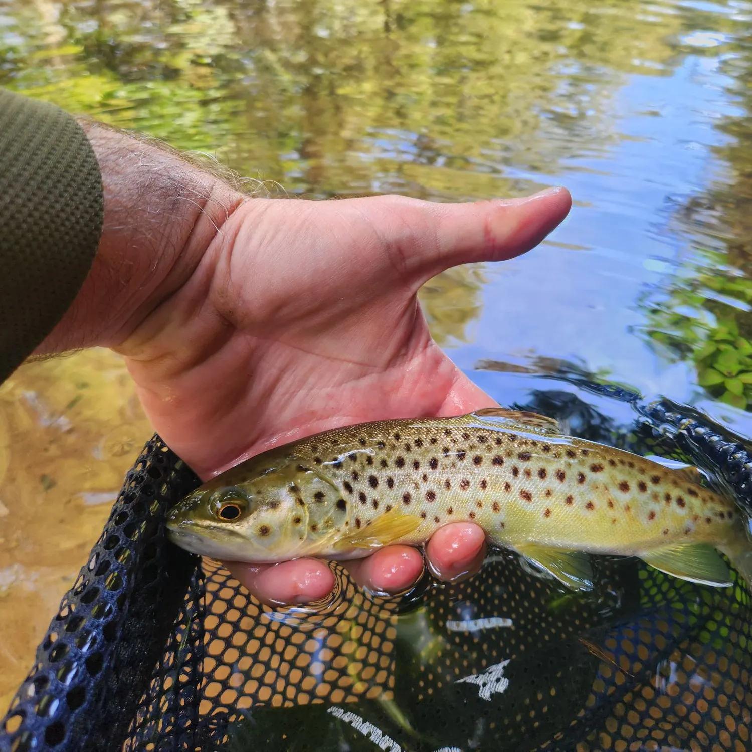 Brown trout caught on Fishbrain