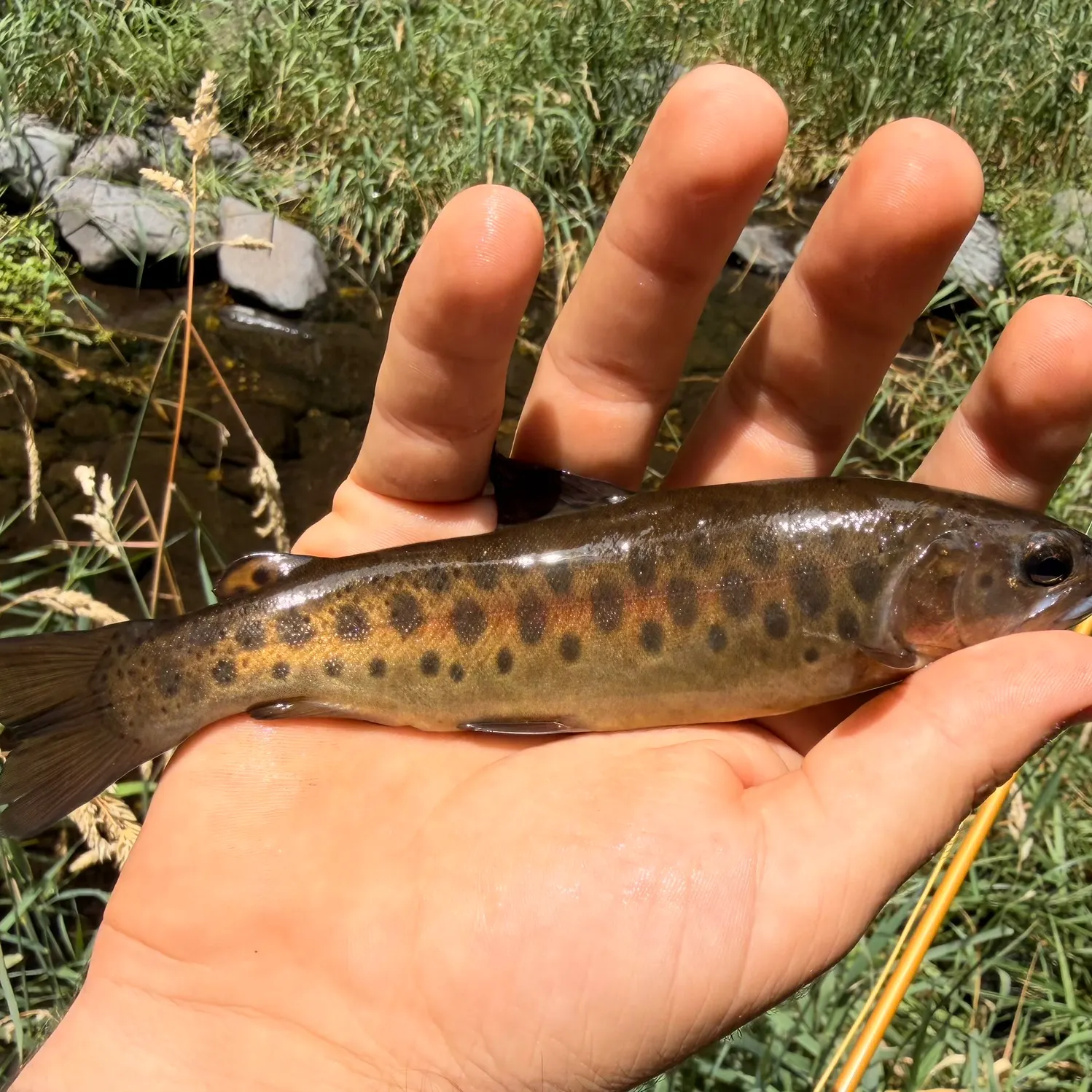 The most recent Gila trout catches on Fishbrain