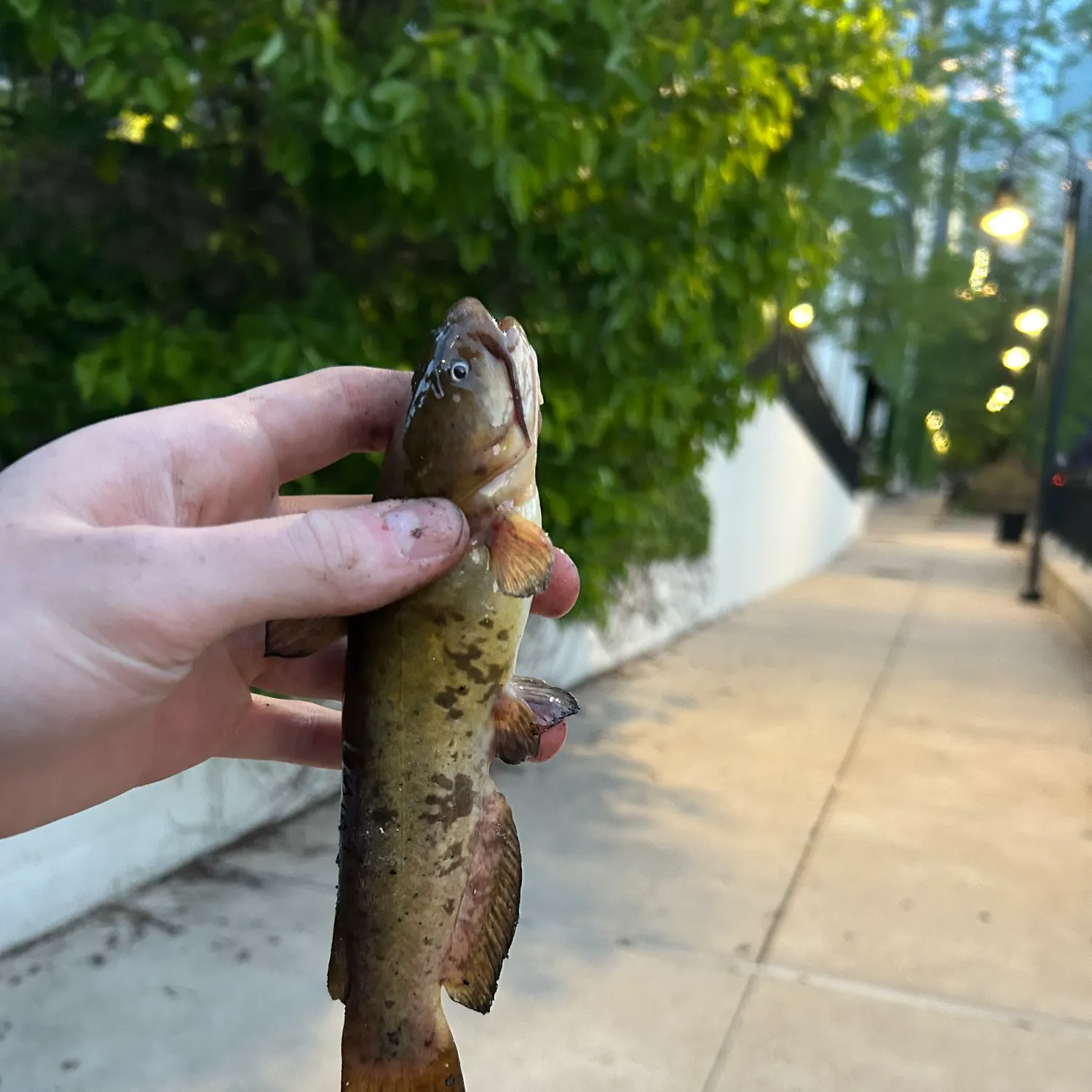 catch