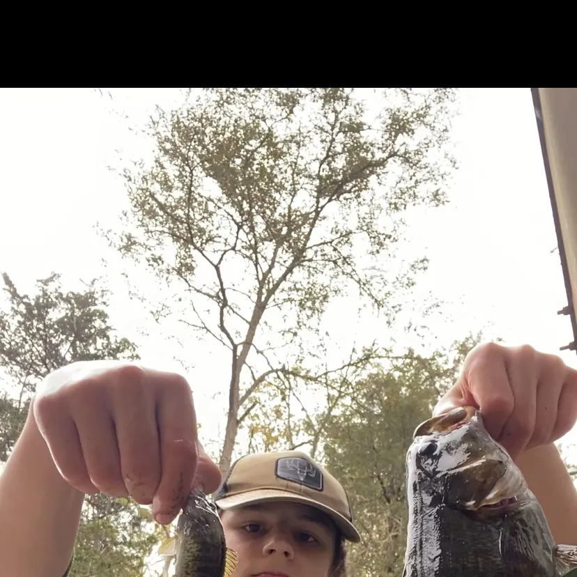 Smallmouth bass caught on Fishbrain