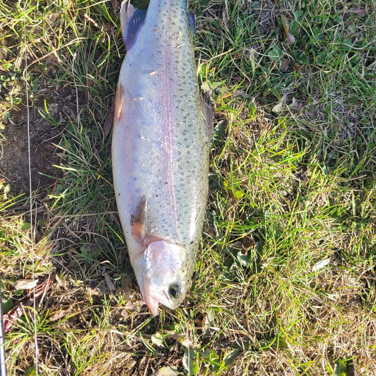 Rainbow trout caught on Fishbrain