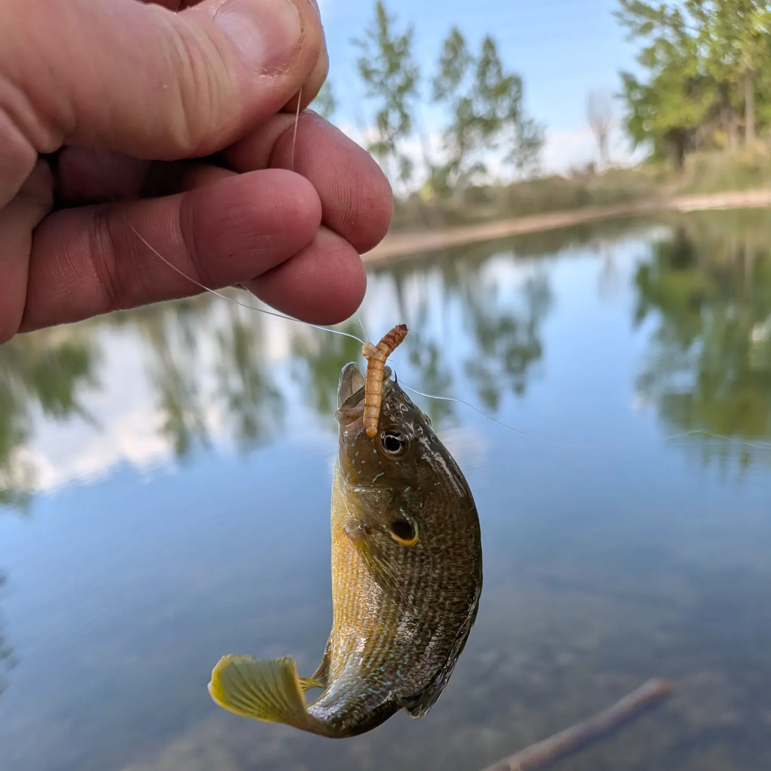Green sunfish caught on Fishbrain