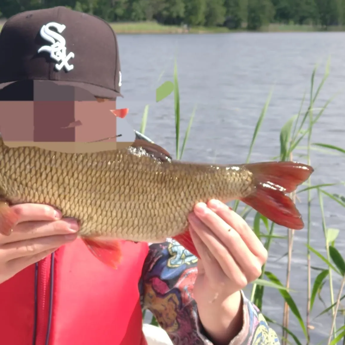 The most recent Common rudd catches on Fishbrain