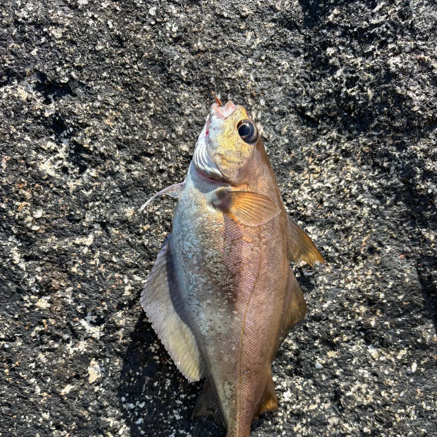 angler catch