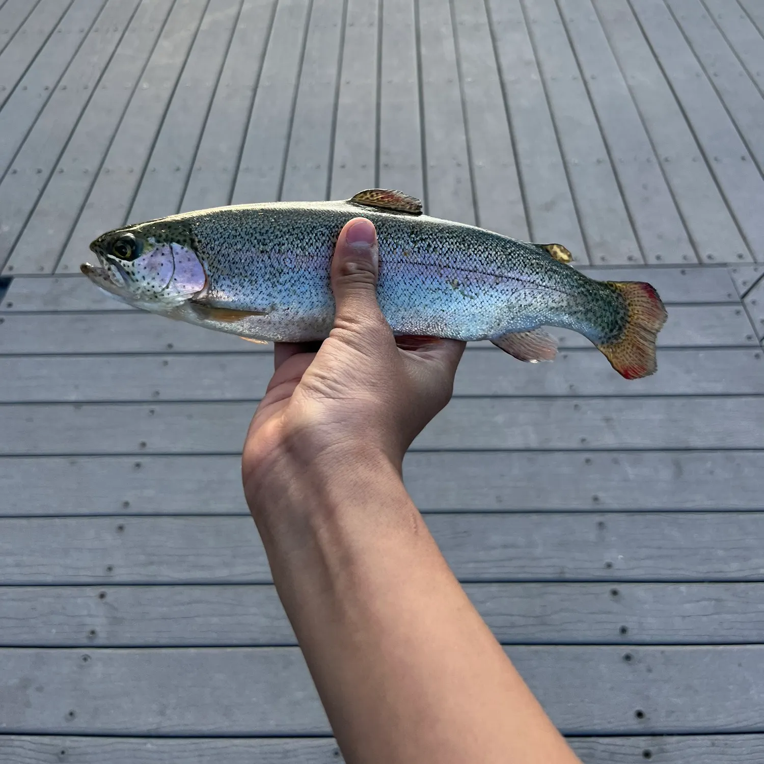 Rainbow trout caught on Fishbrain