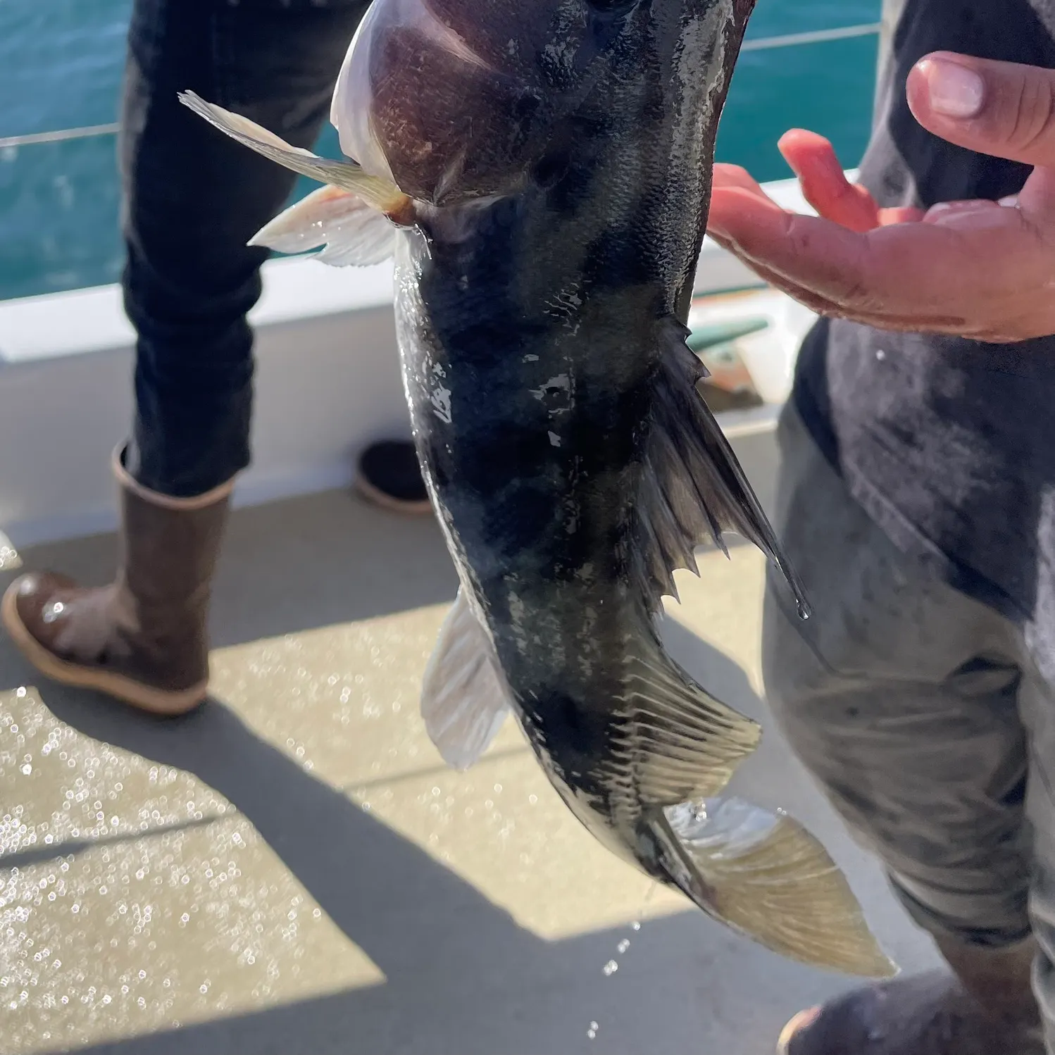 Barred sand bass caught on Fishbrain