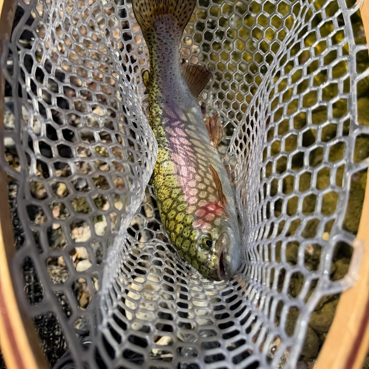 Rainbow trout caught on Fishbrain