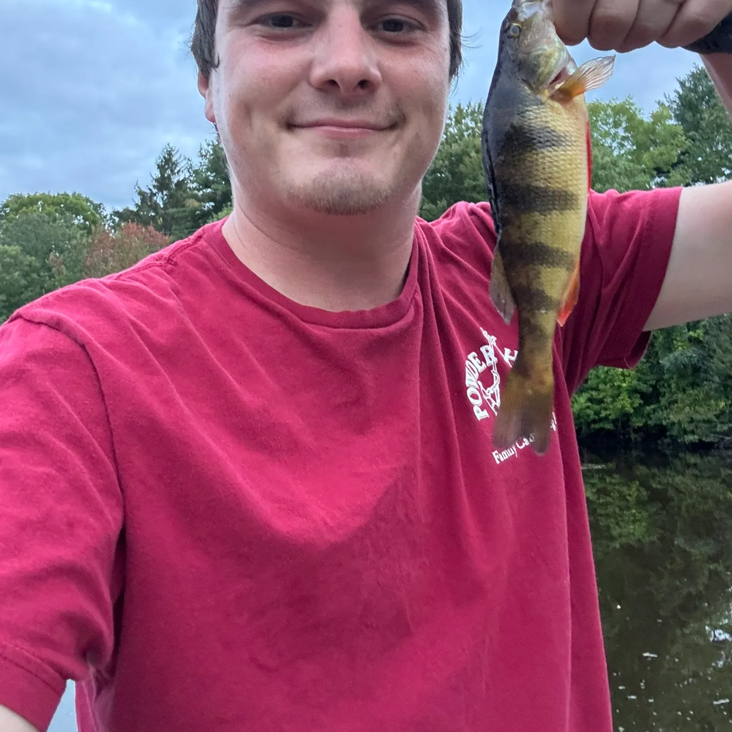 Yellow perch caught on Fishbrain