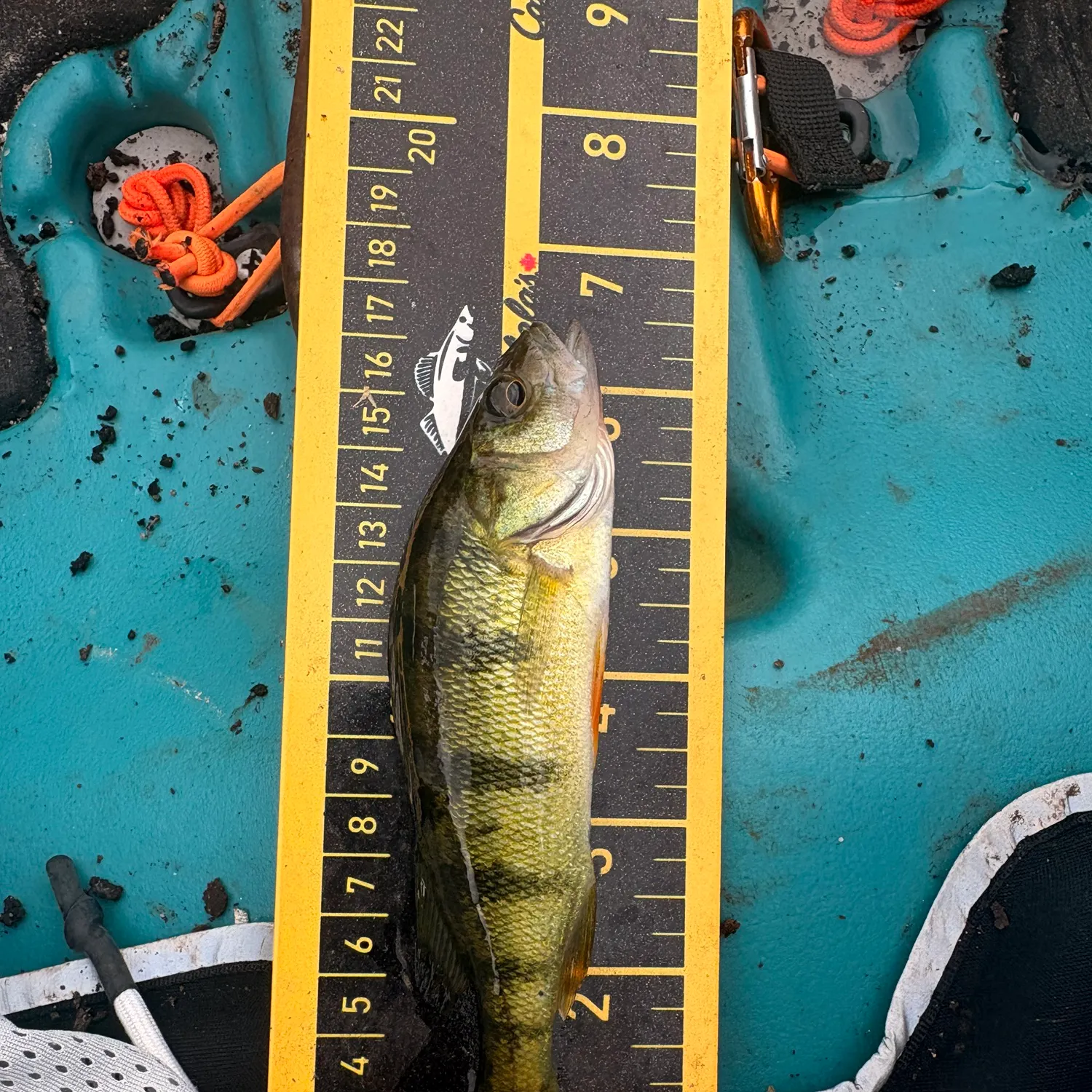 Yellow perch caught on Fishbrain